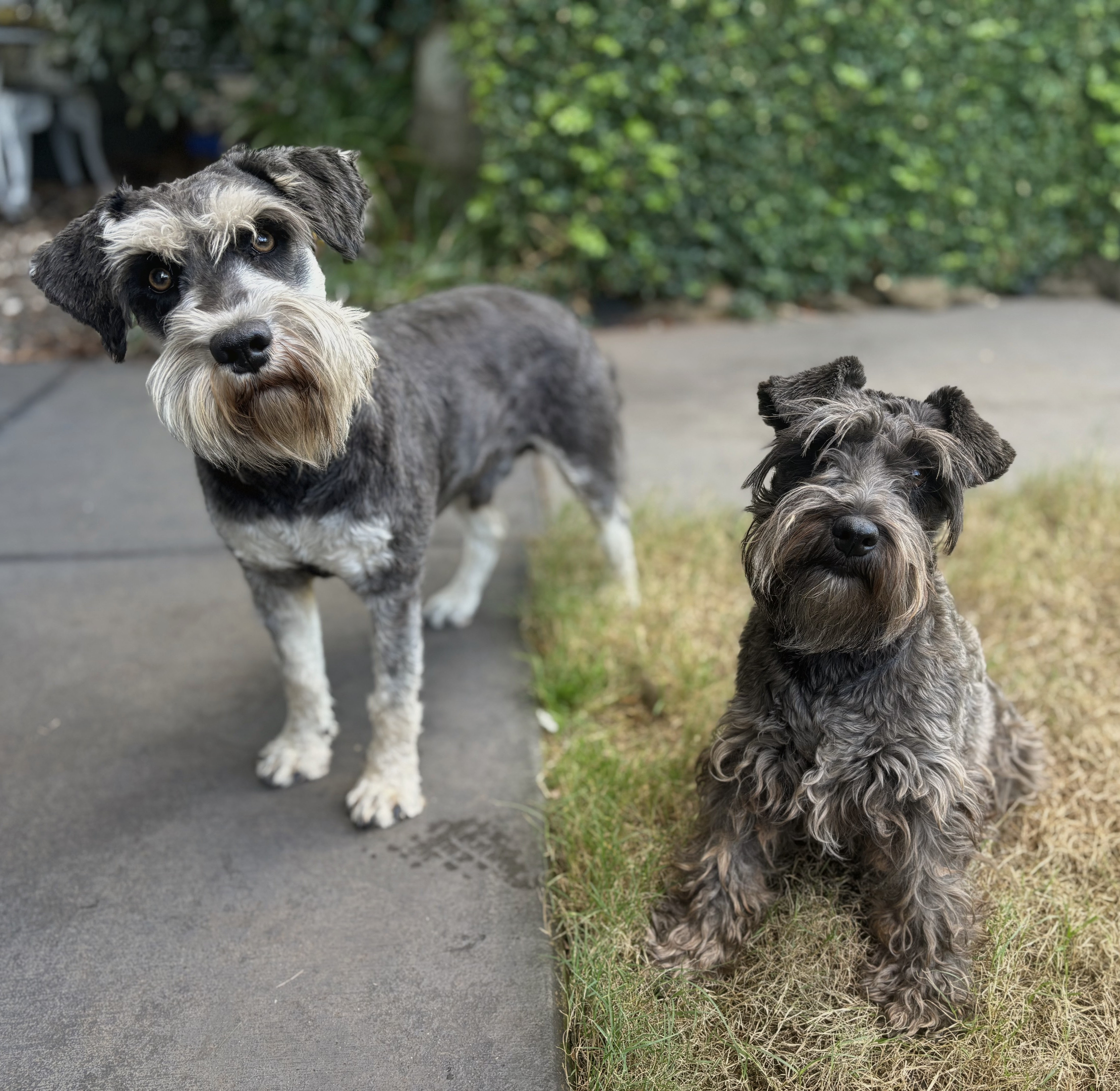 Schnauzer (Miniature) – Toowoomba