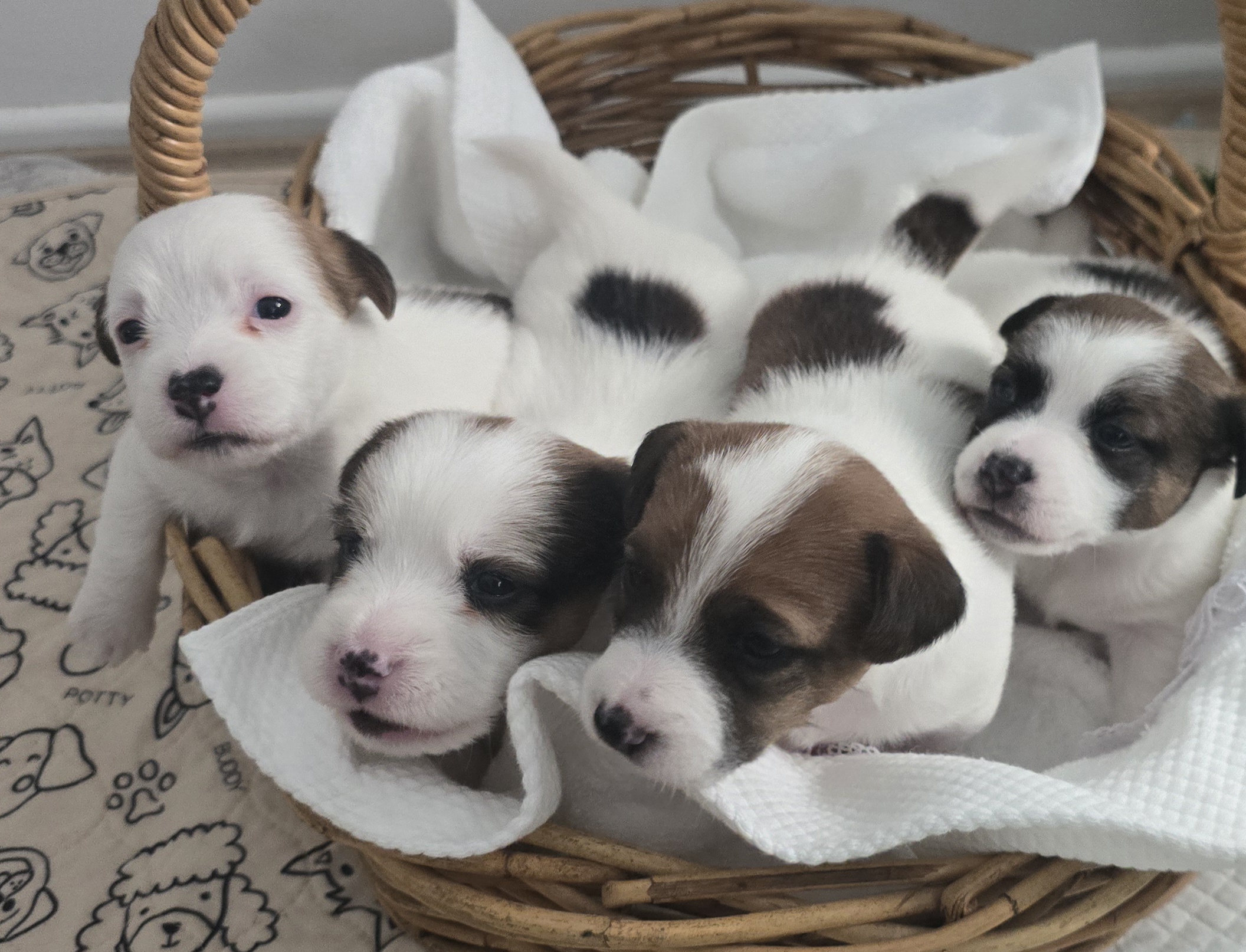 Jack Russell – Beachmere