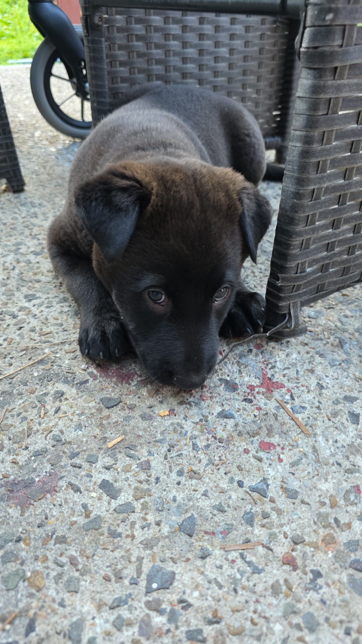 Kelpie – Caloundra