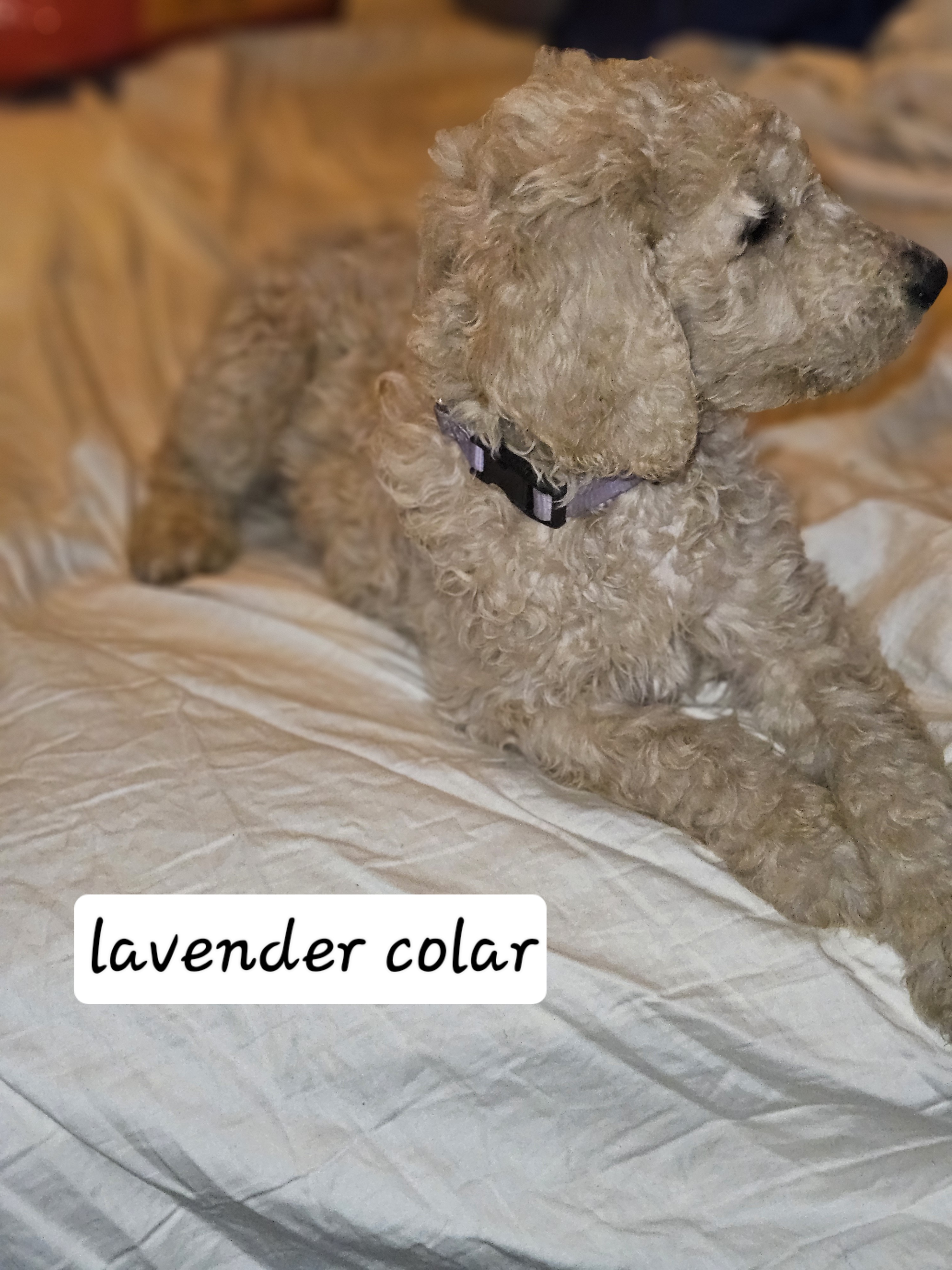 Goldendoodle – Bealiba