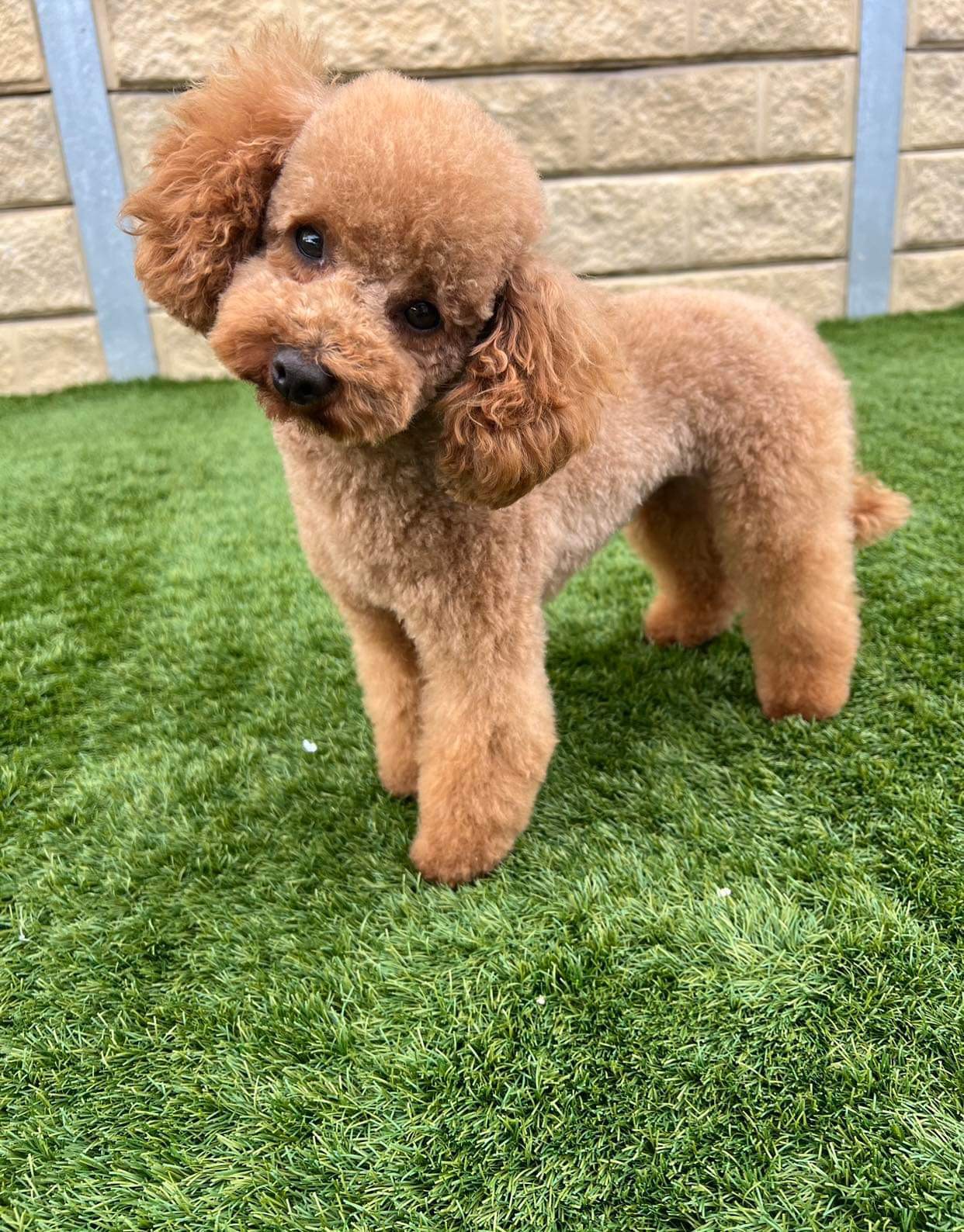 Toy Cavoodles - Upper Coomera
