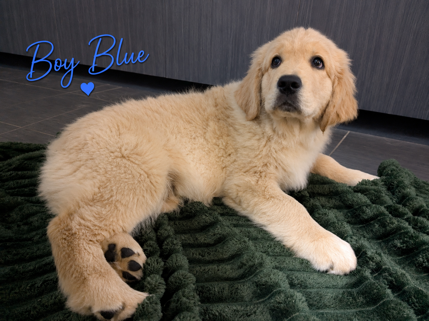 Golden Retriever – Grantham Farm