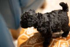 Poodle Mini – Pacific Pines