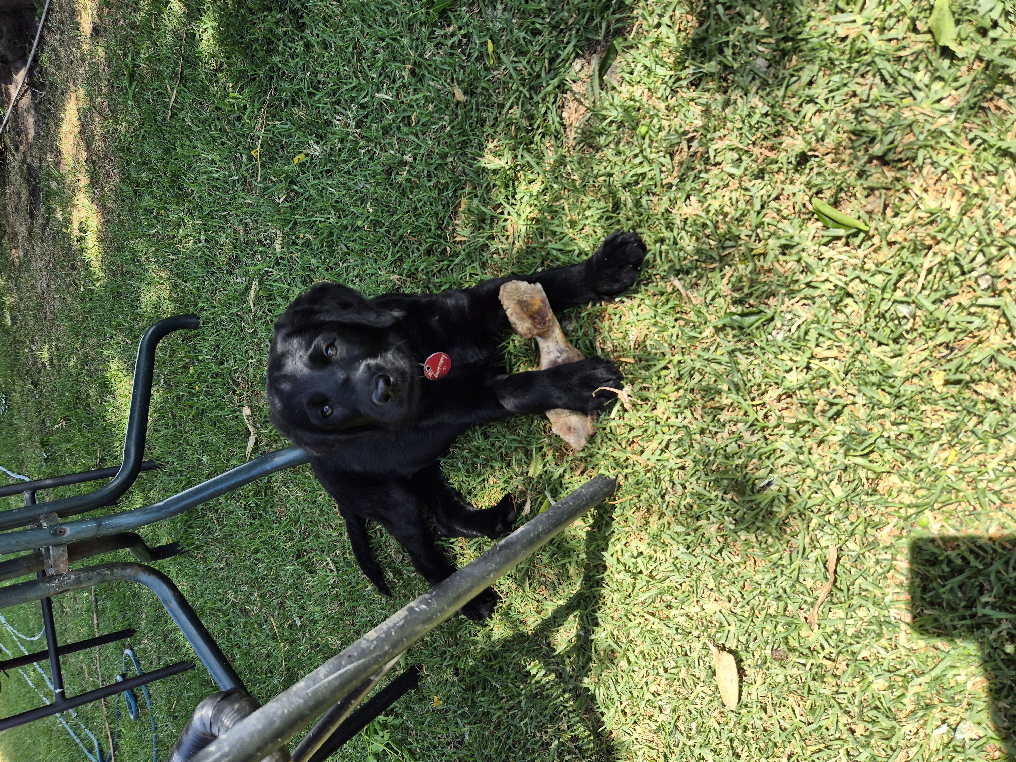 Labradoodle – Pearcedale