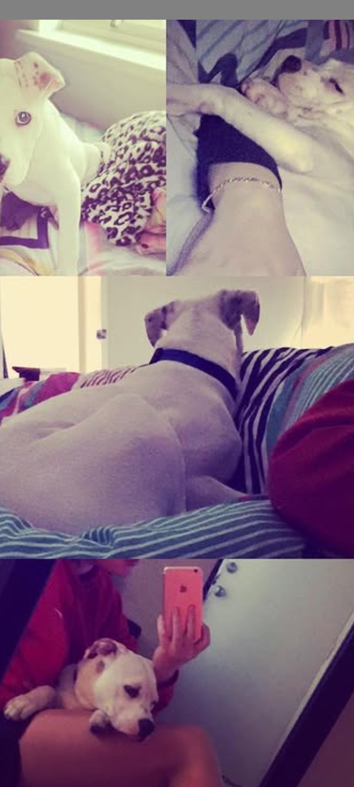 American Bulldog – South Lake