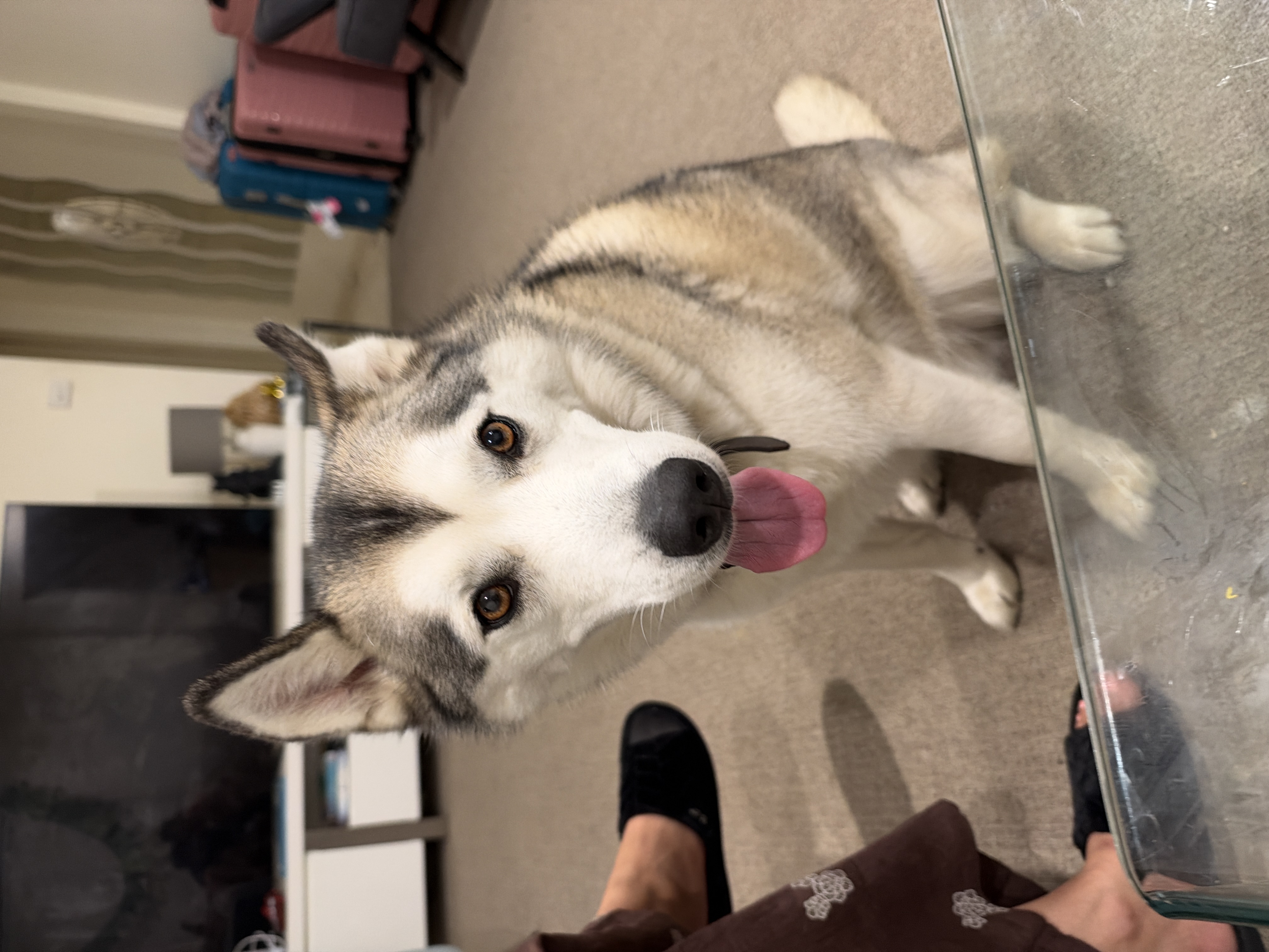 Husky – Acacia Gardens
