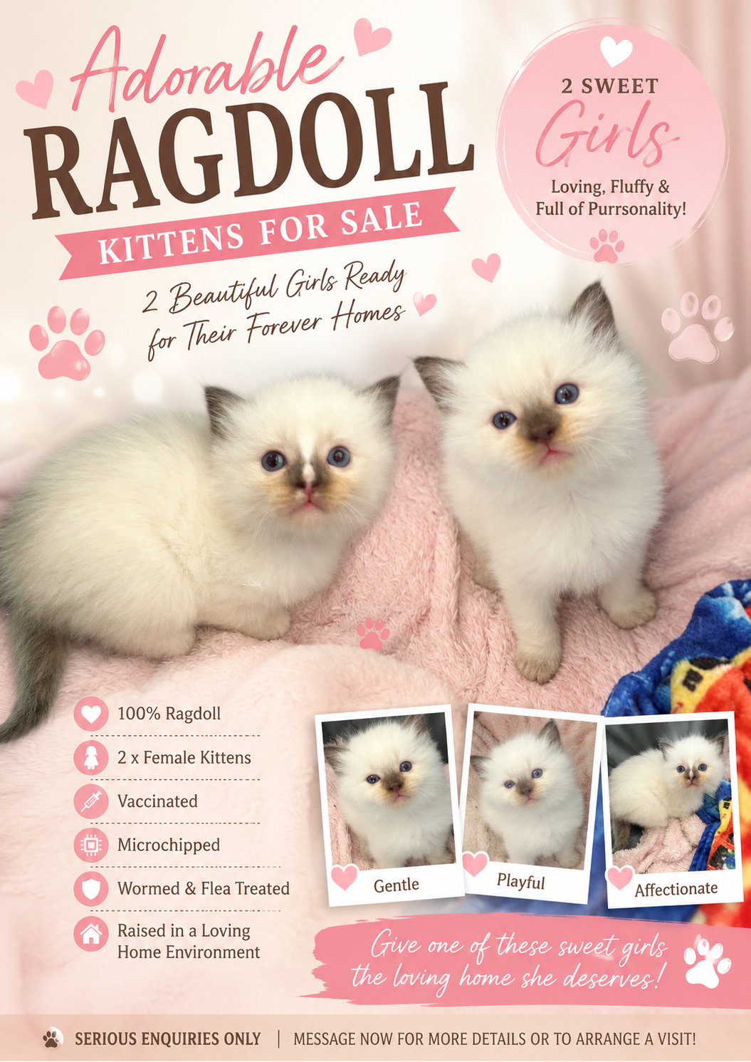 Ragdoll – Banksia Beach