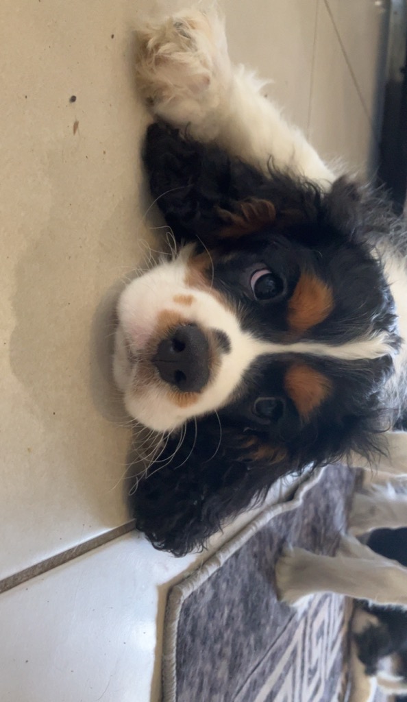 Dogs – Pacific Pines