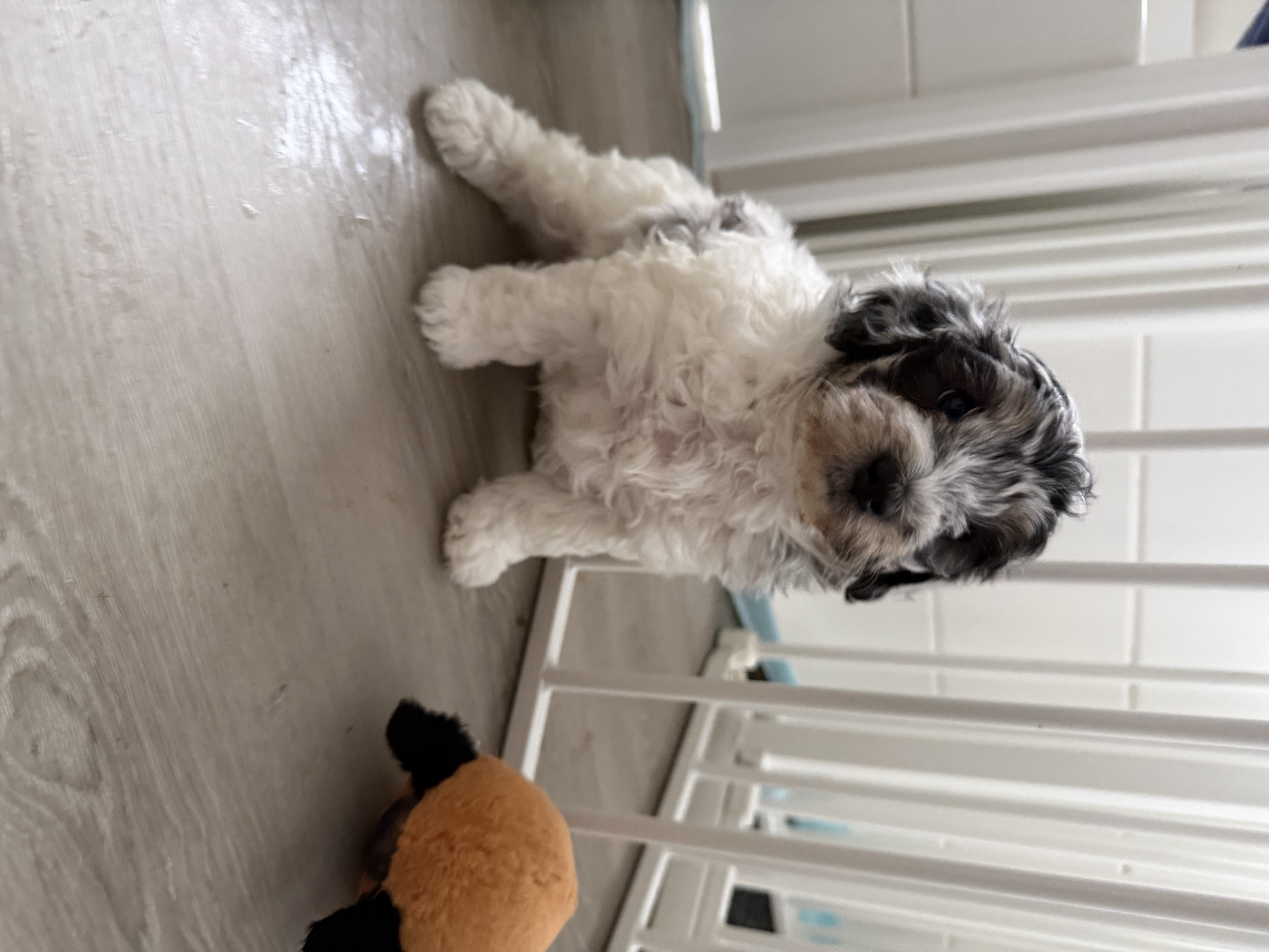 Shih Tzu – Macedon
