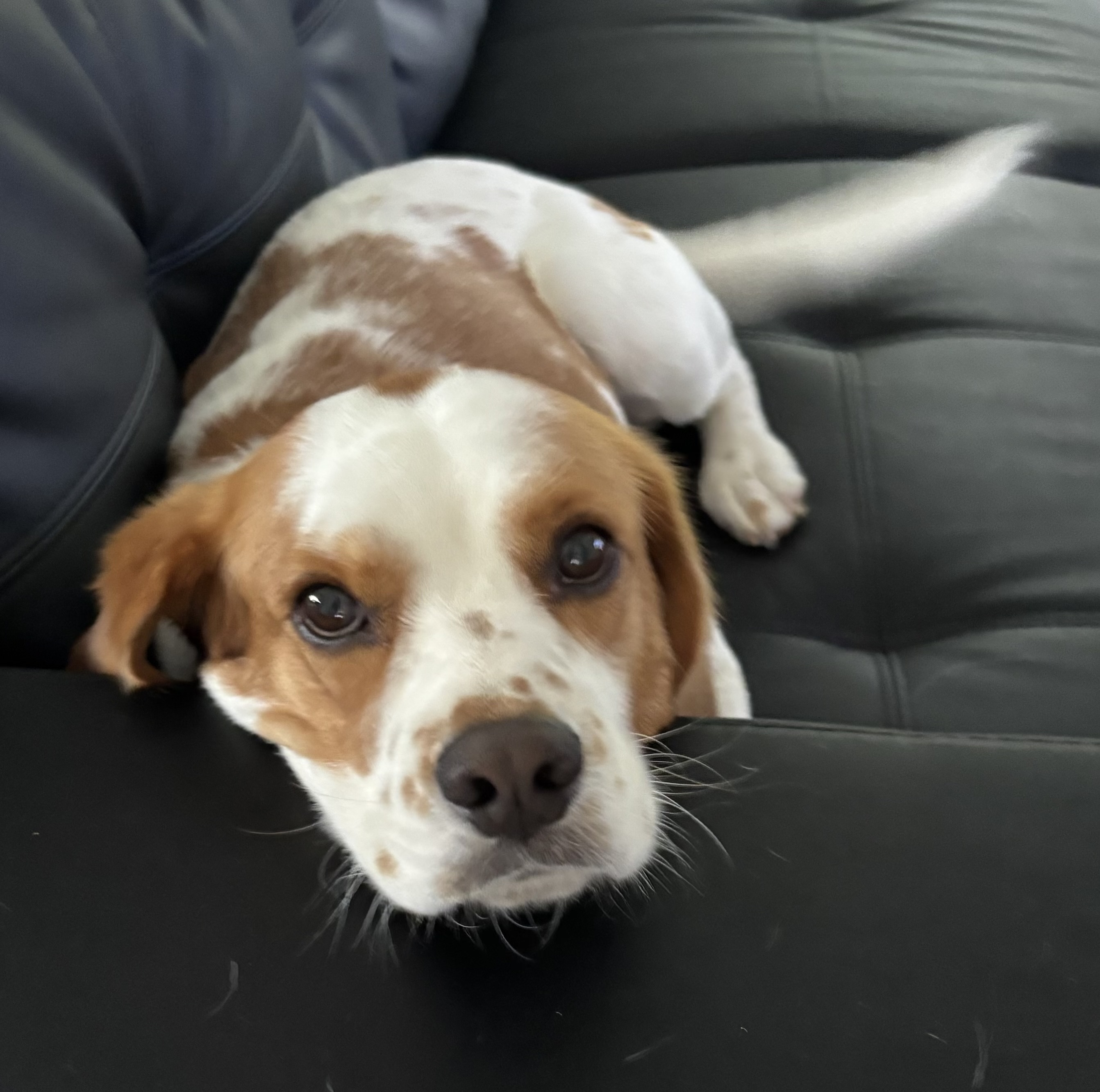 Beaglier – Townsville City