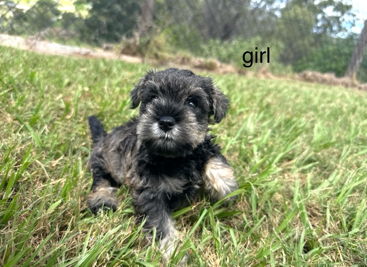 Schnauzer (Miniature) – Beaudesert
