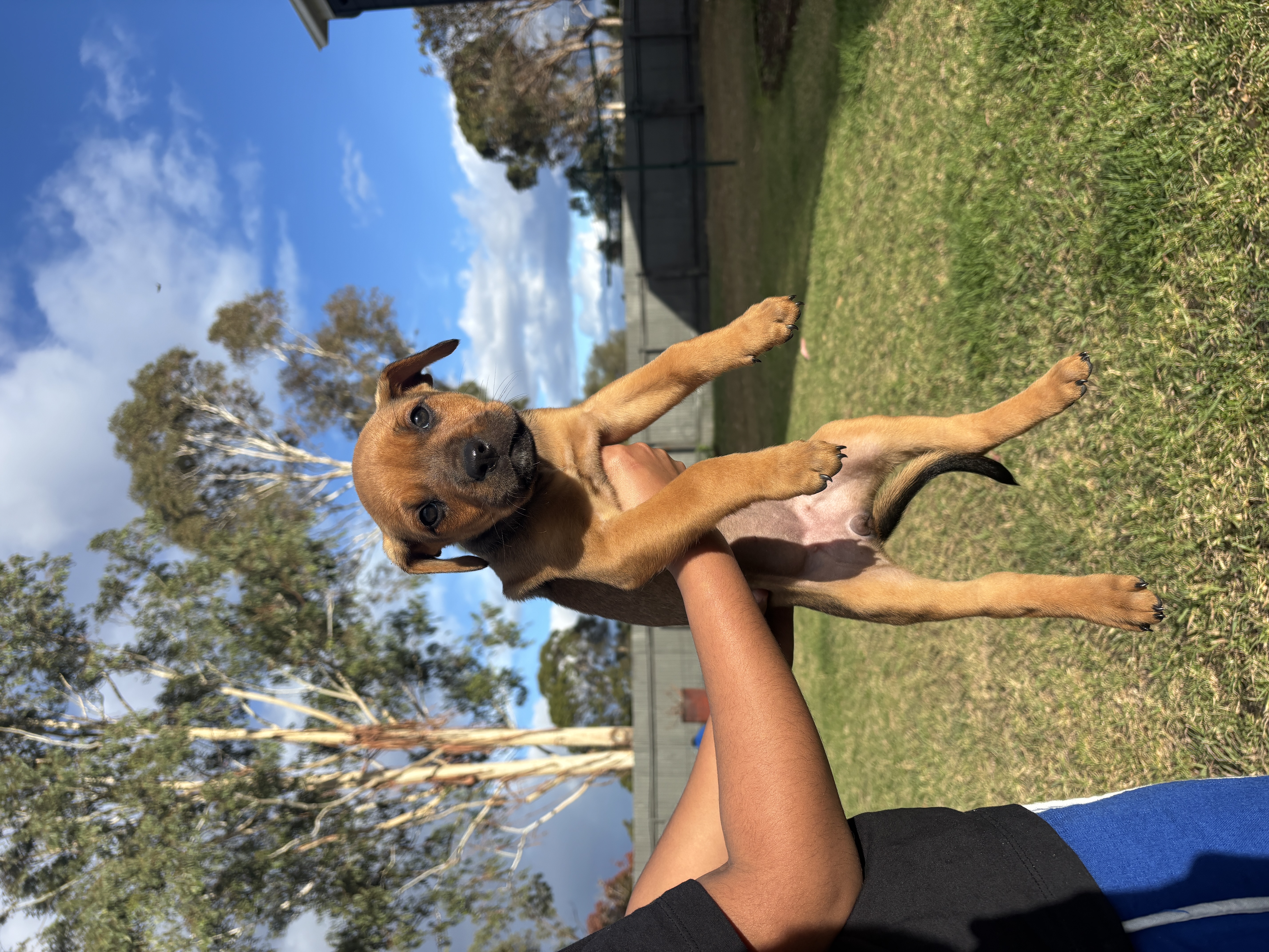 Rottweiler – Drayton