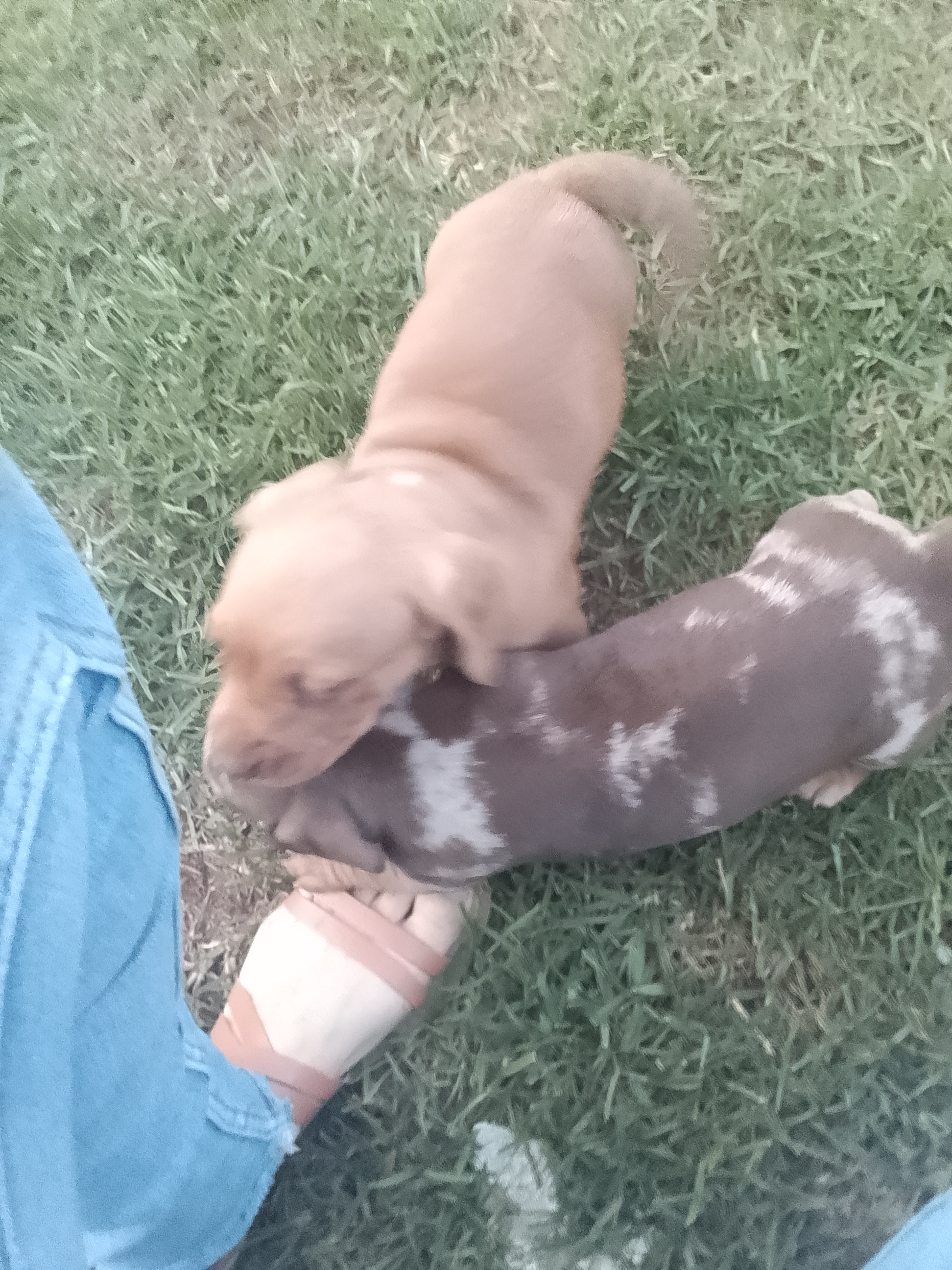 Dogs – Ambarvale
