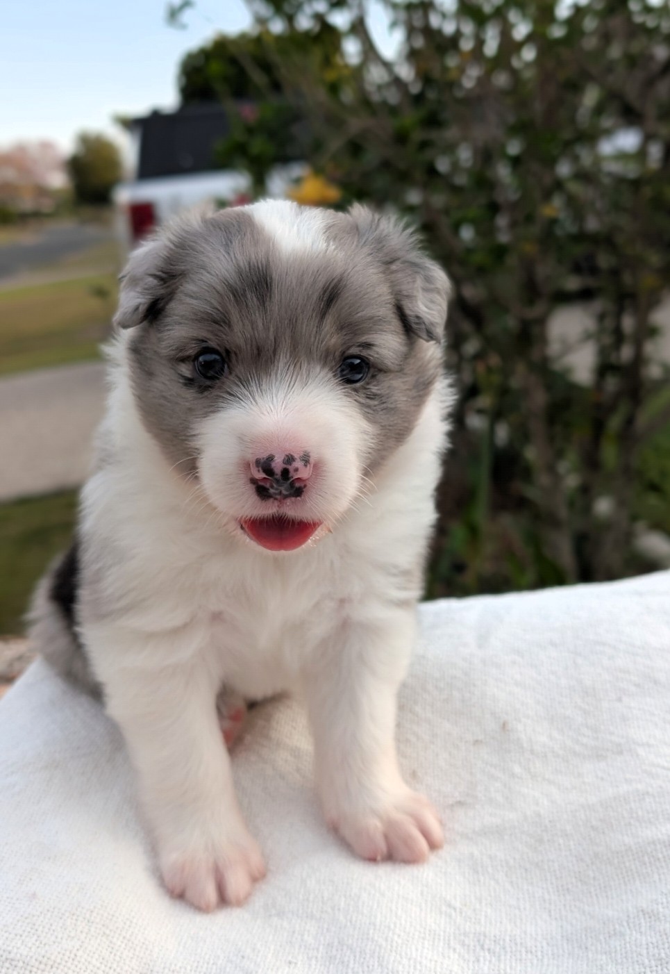Border Collie – Wishart
