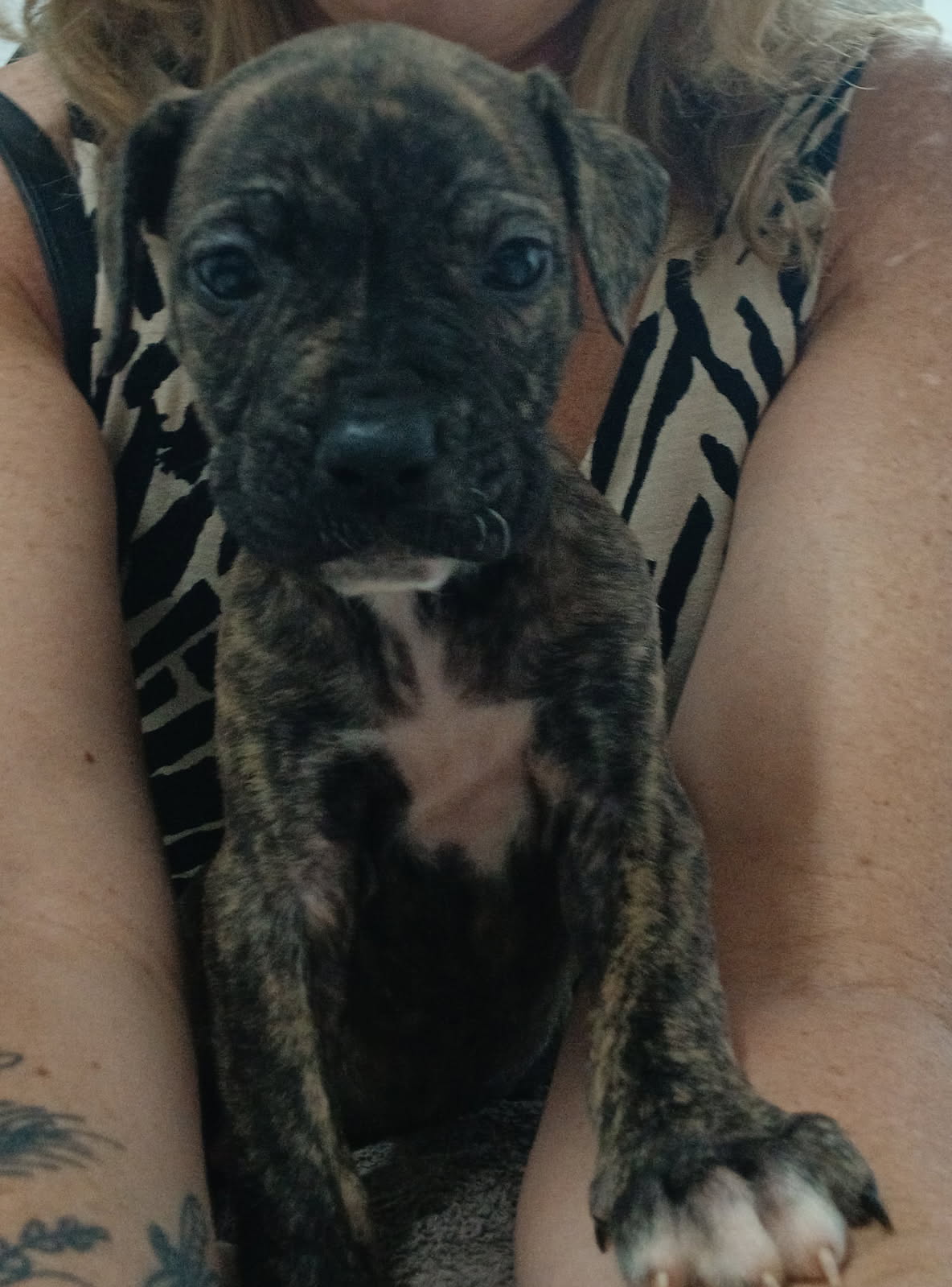 American bulldog x american pitty