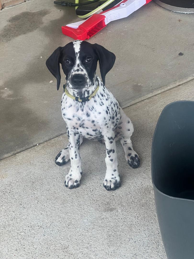 Pointer – Ballarat