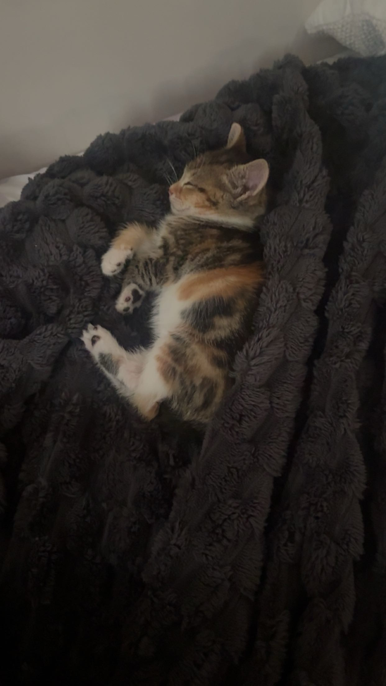 Other Cats – Liverpool