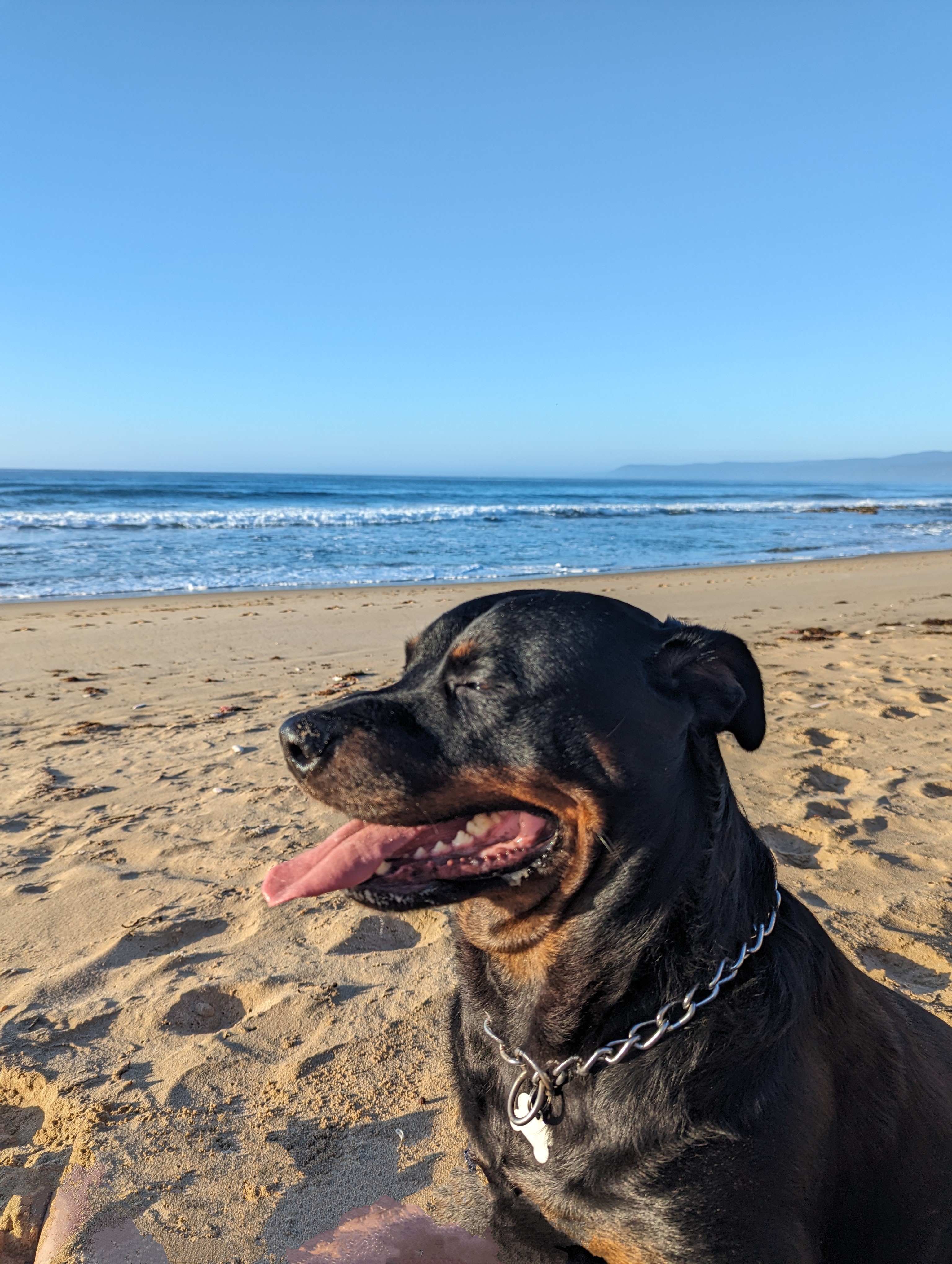 Rottweiler – Melbourne