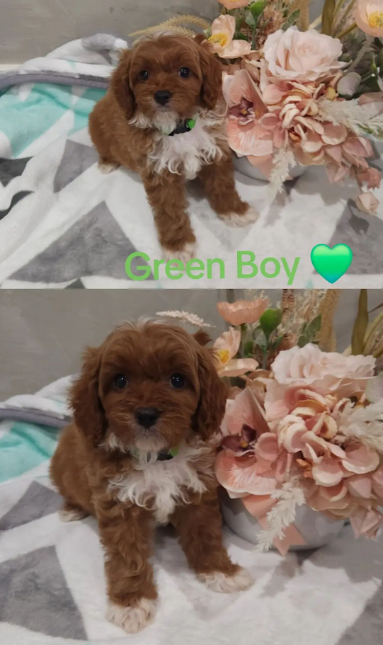 Cavoodle – Melton South