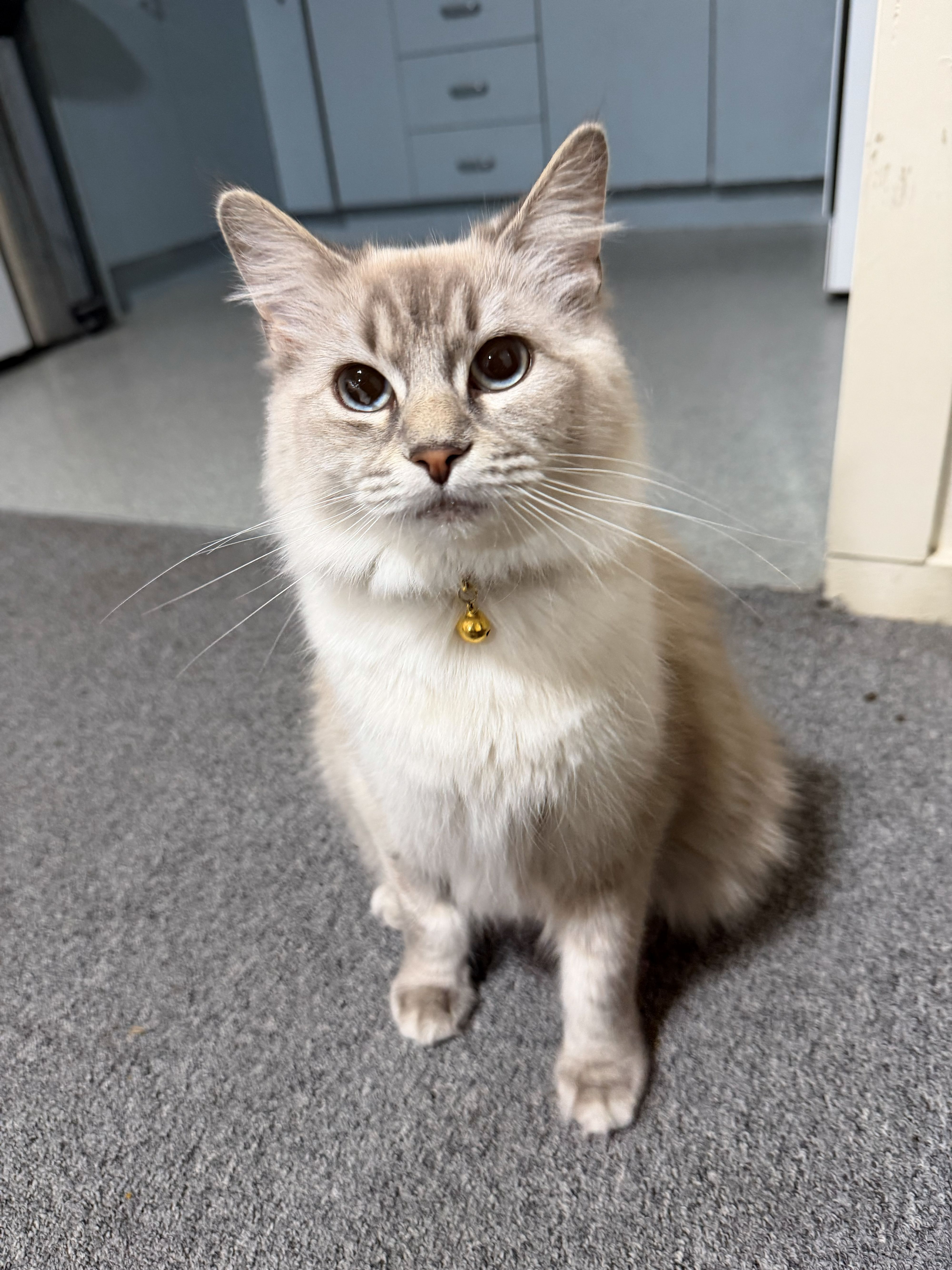 Ragdoll – Brunswick West