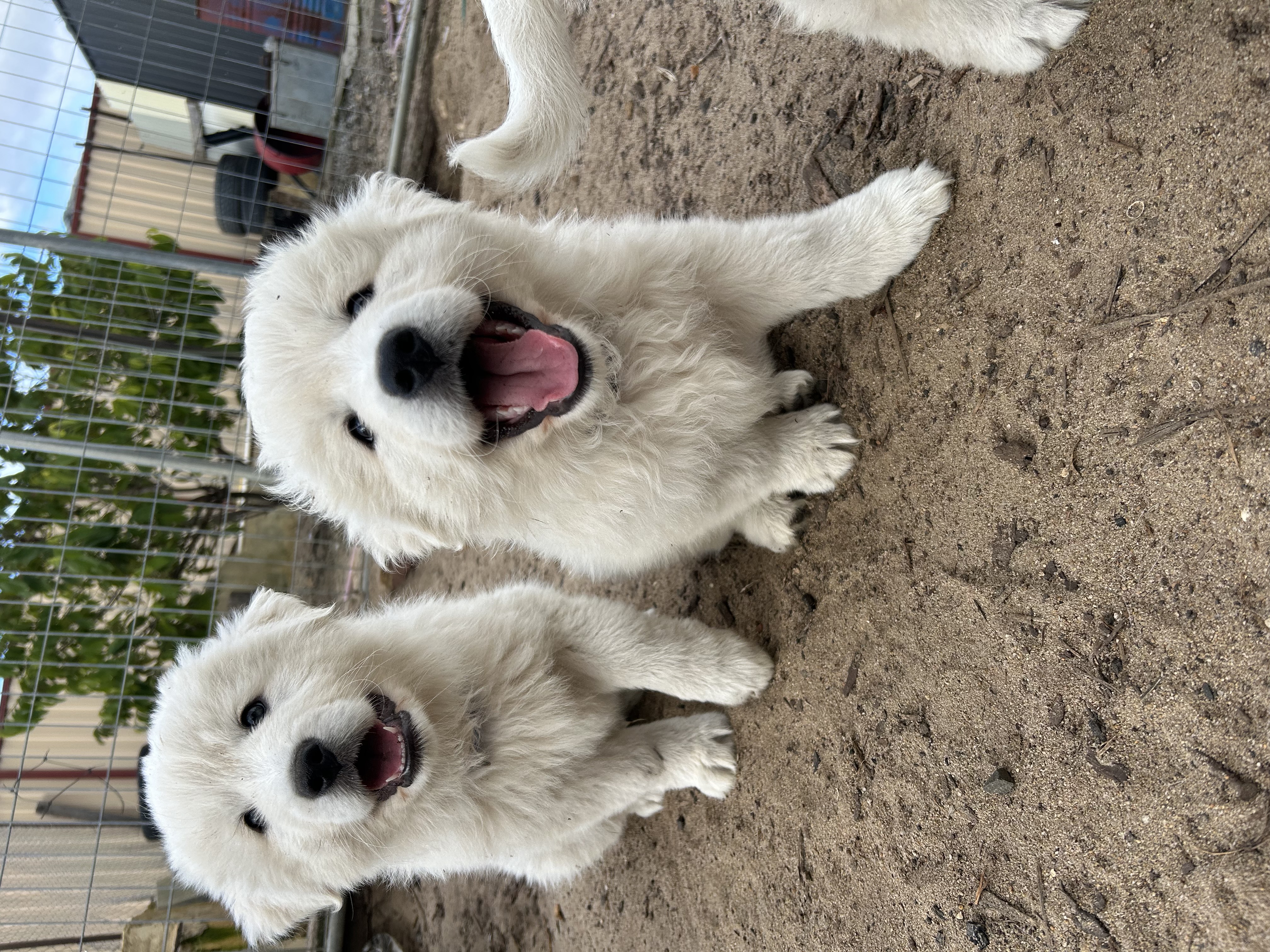 Maremma Sheepdog – Bullsbrook