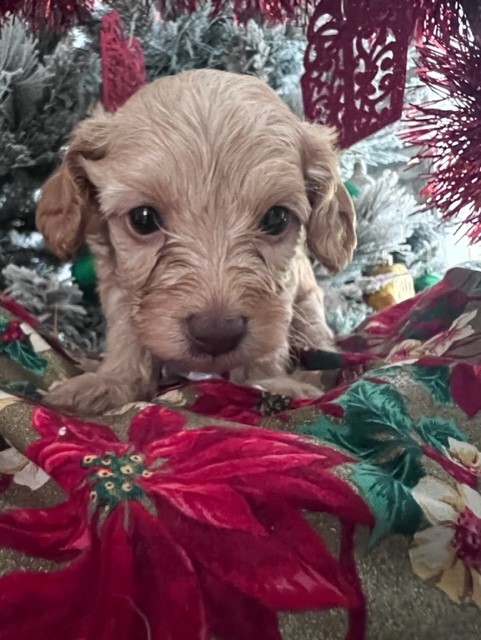 Cavapoohies -toy poodle x cavoodles Ready for Christmas.