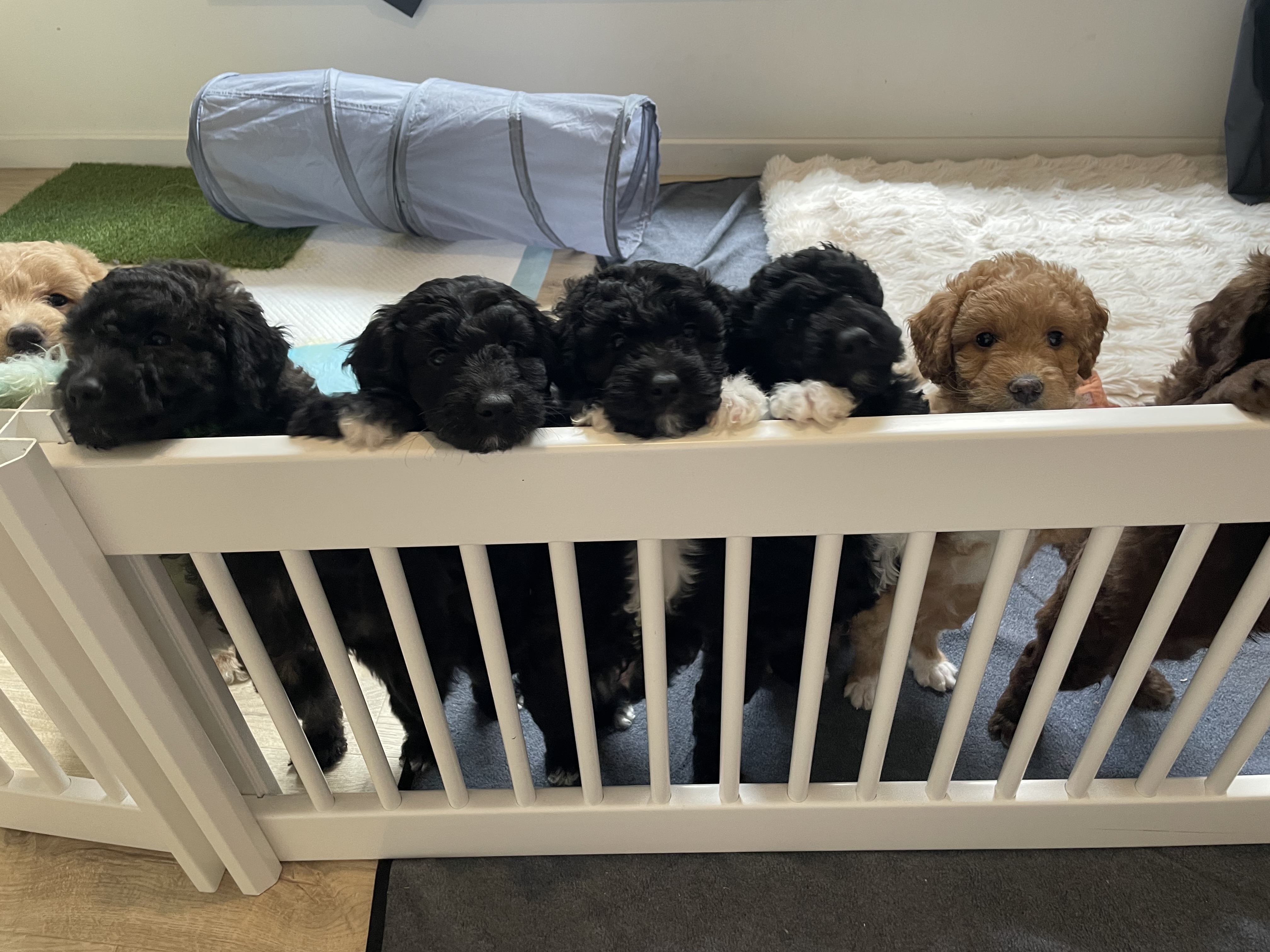 Bordoodle – Rostrevor