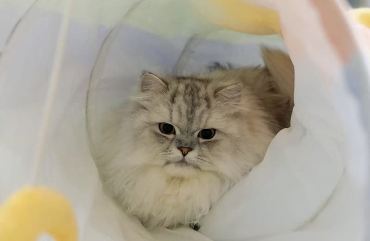 Chinchilla Persian – Endeavour Hills
