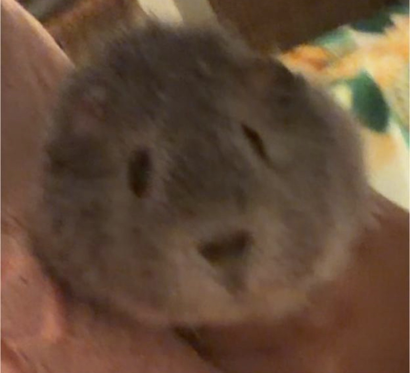 Guinea Pig – Avondale Heights