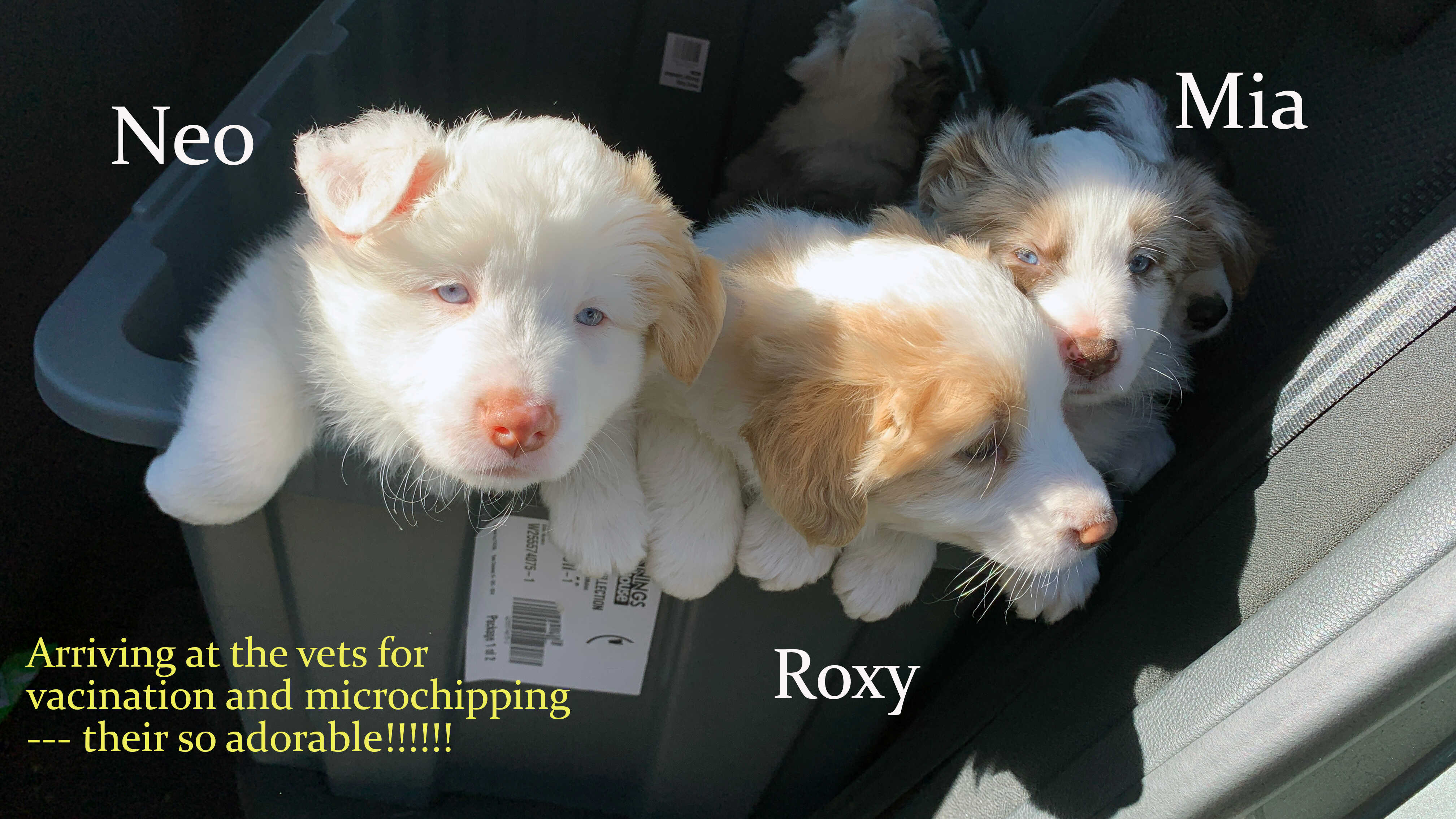 Border Collie – Dubbo