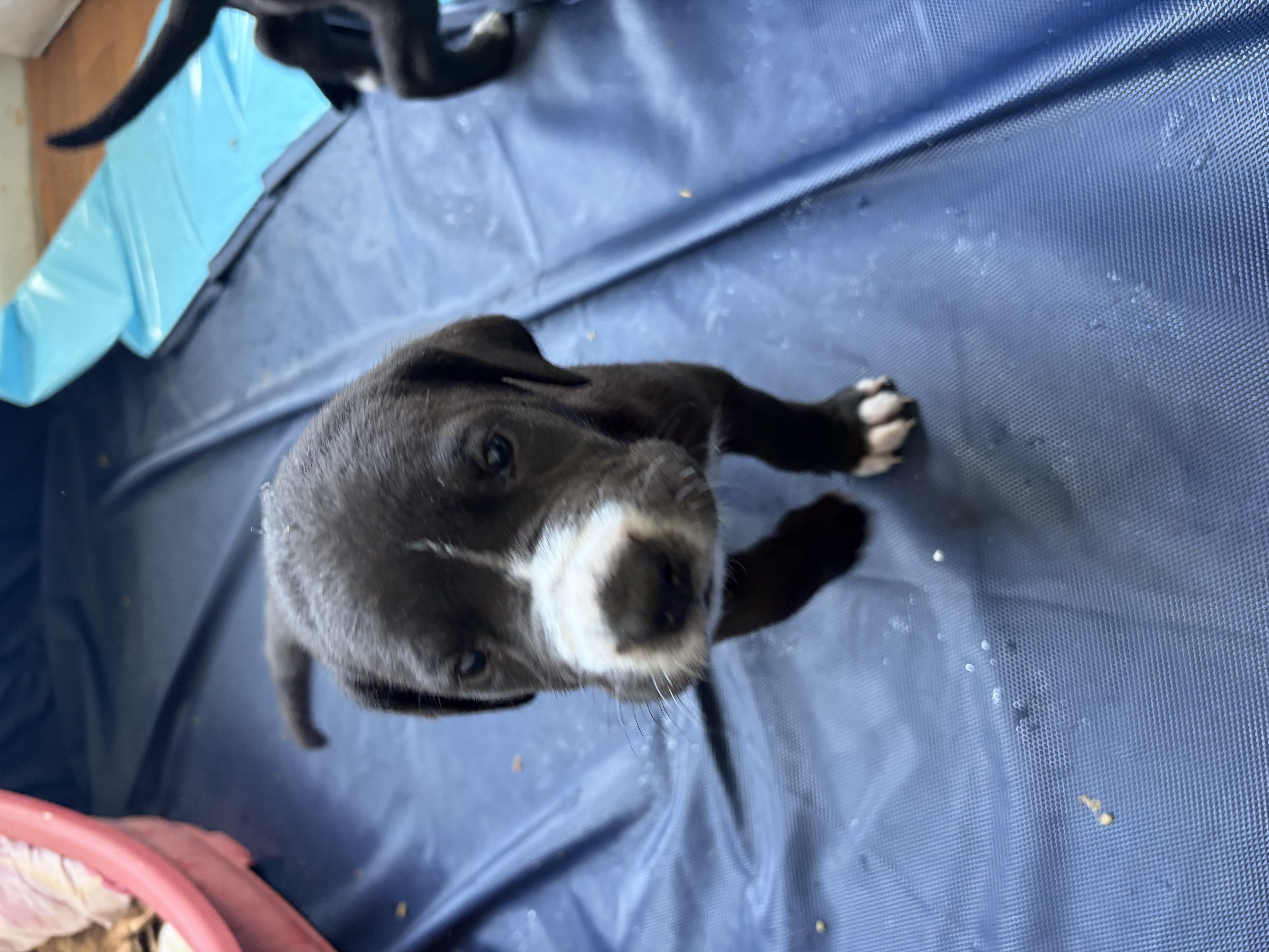 Great Dane – Lithgow
