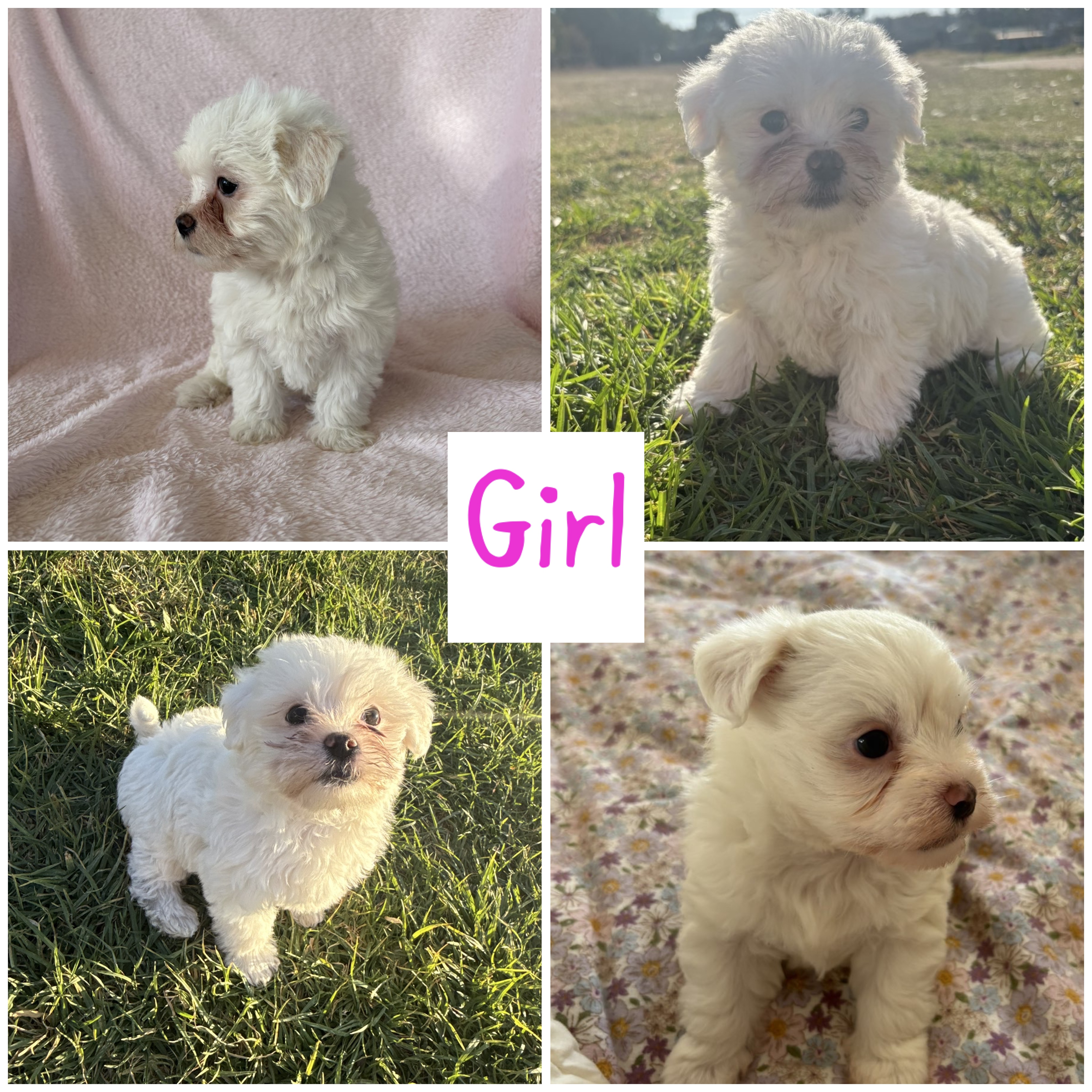 Maltese Shih Tzu – Warwick