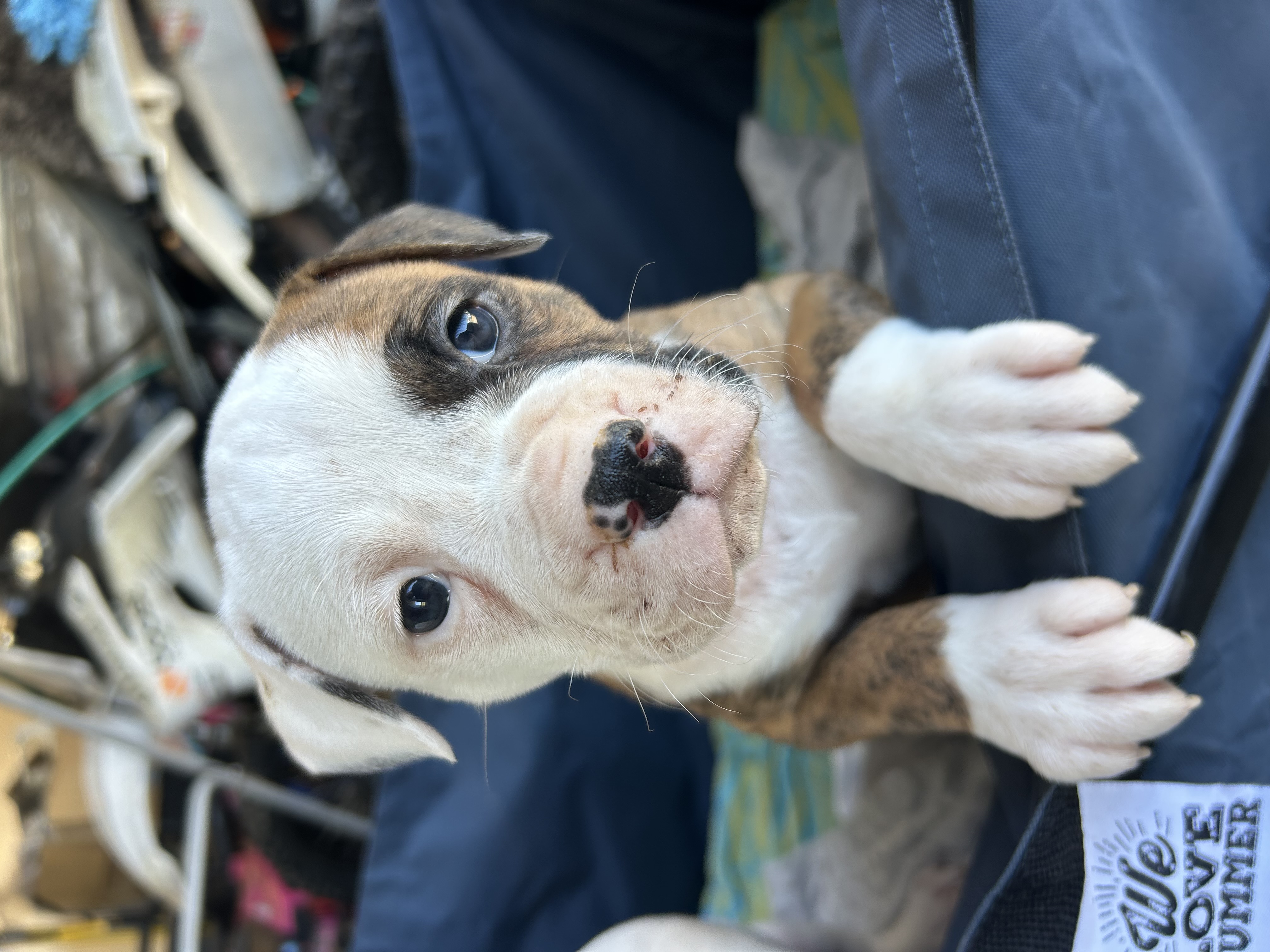 Dogs – Mackay