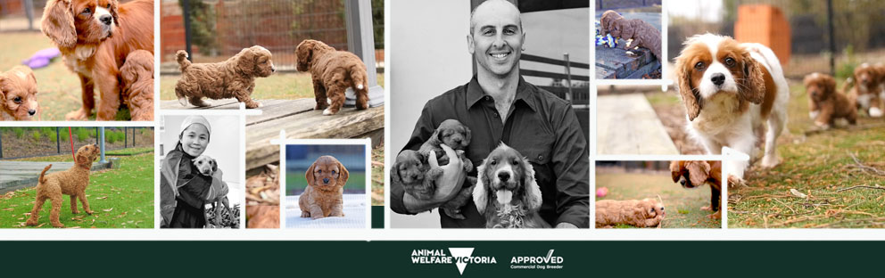 Pet Service – Bredwell Puppies