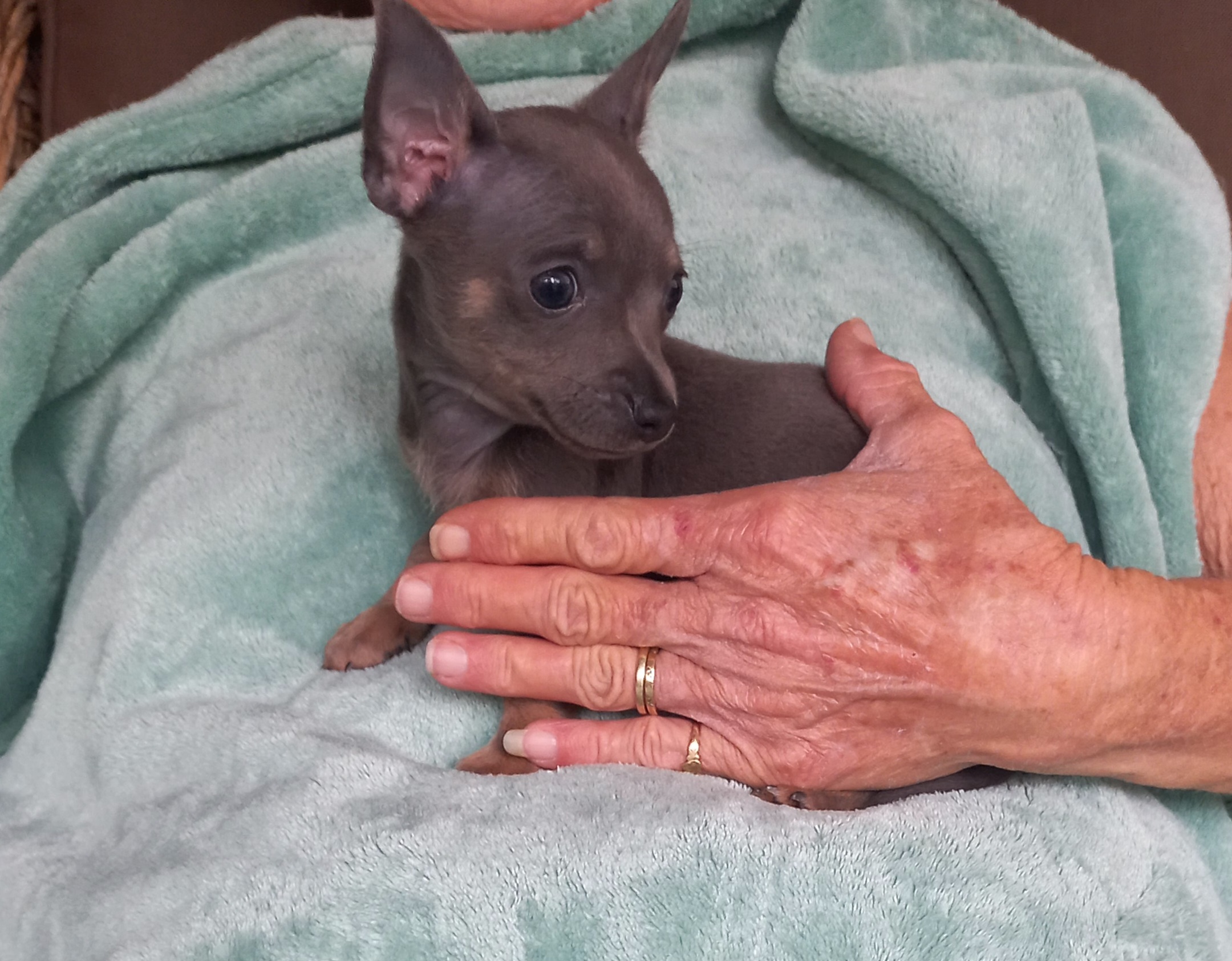 Chihuahua – Bucca