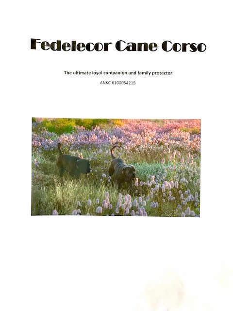 Fedelecor Cane Corso - Altona