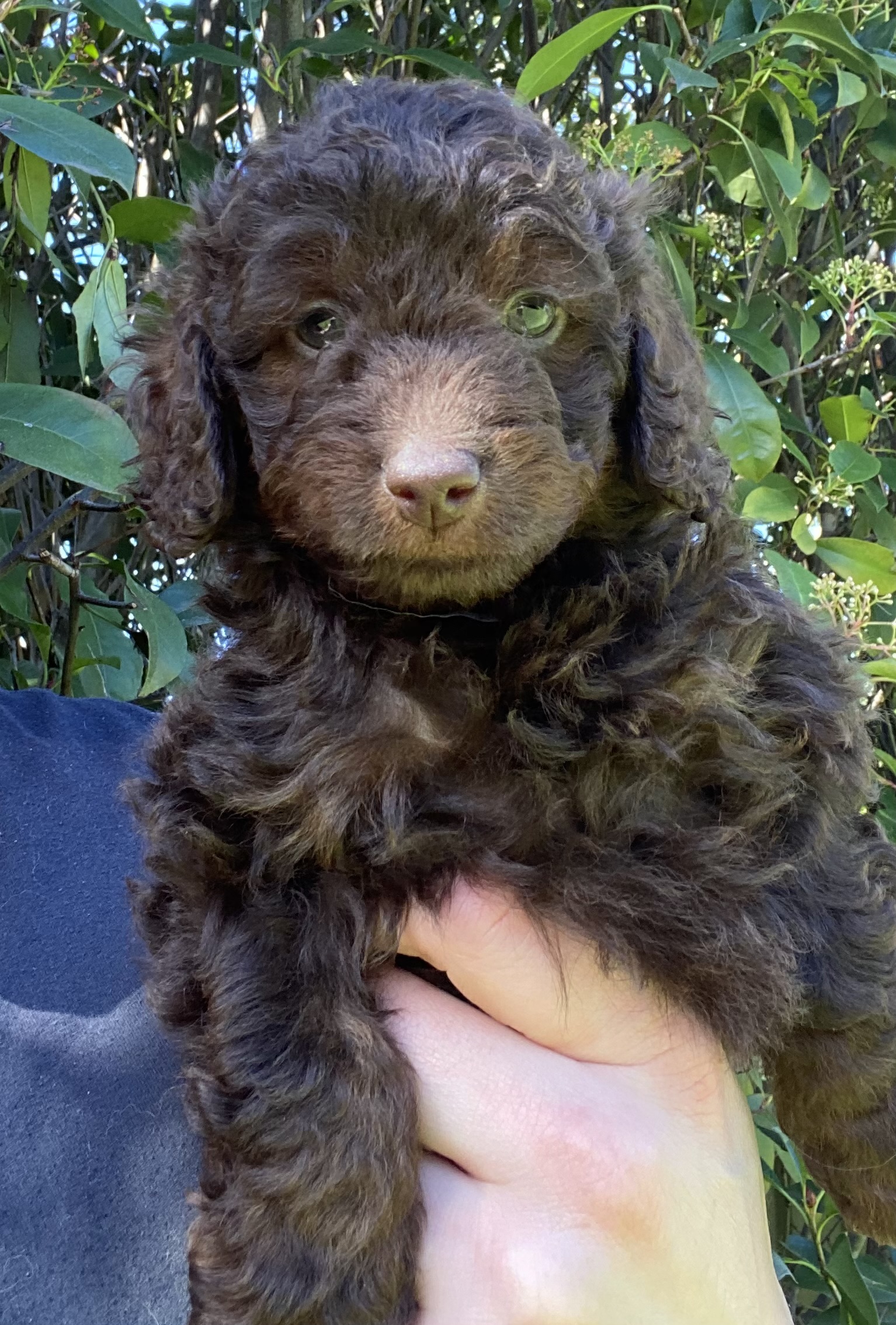 Cavoodle – Highbury