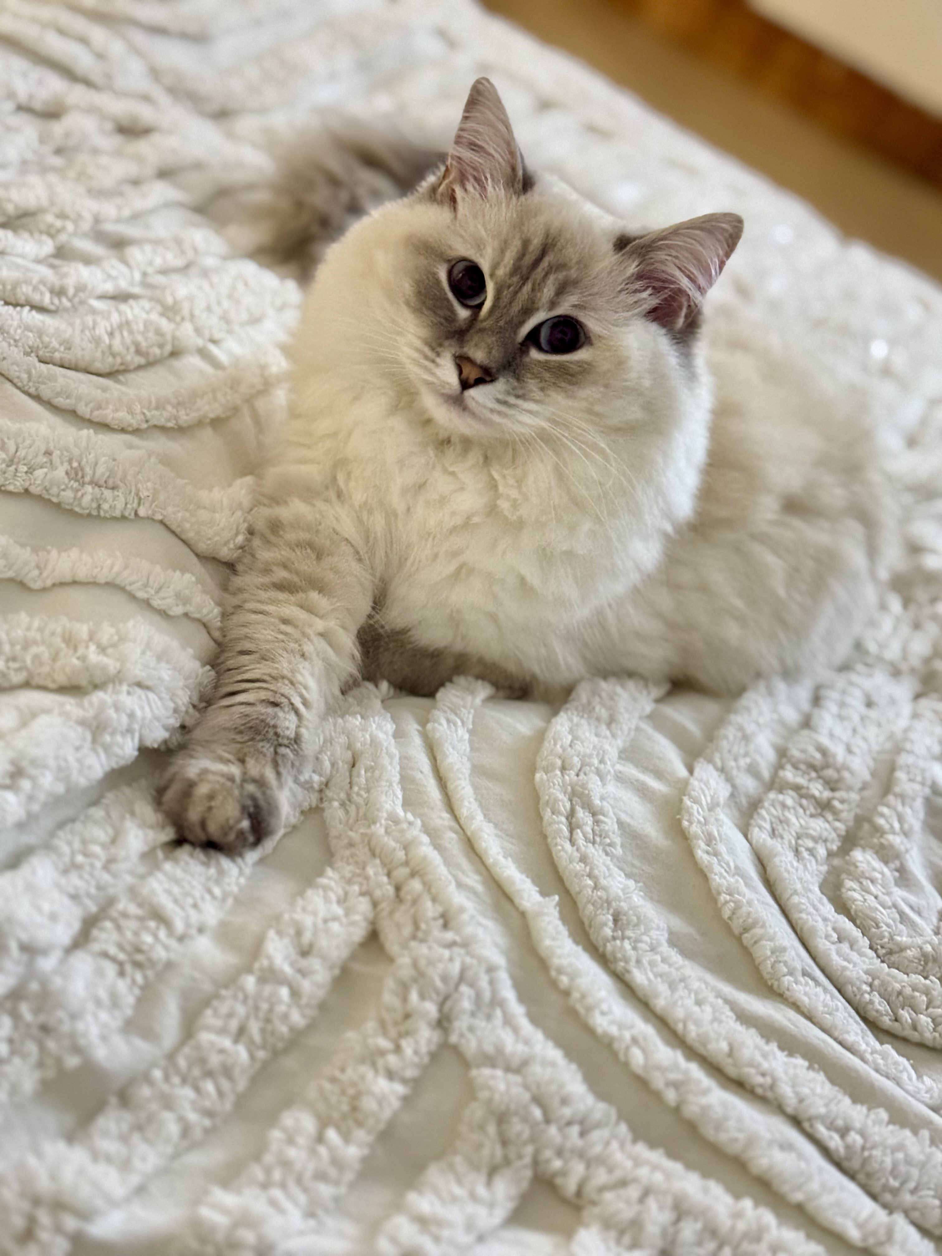 Ragdoll – Wilston