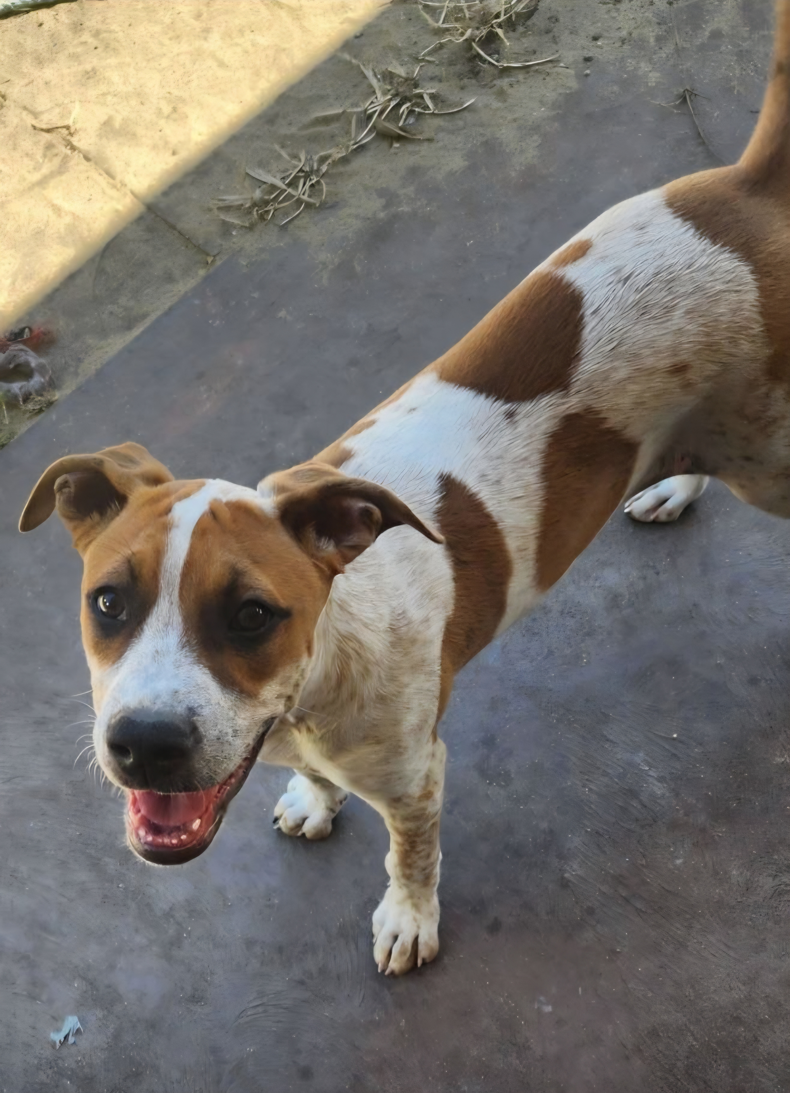 American Staffordshire Bull Terrier – Claudia