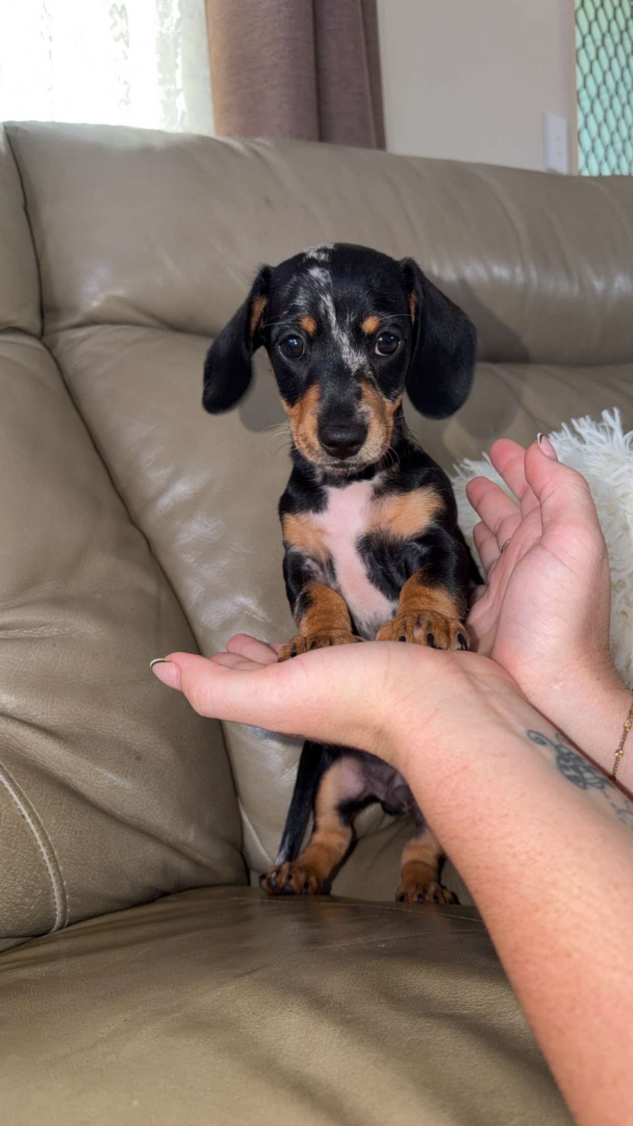 Dachshund – Bundaberg Central