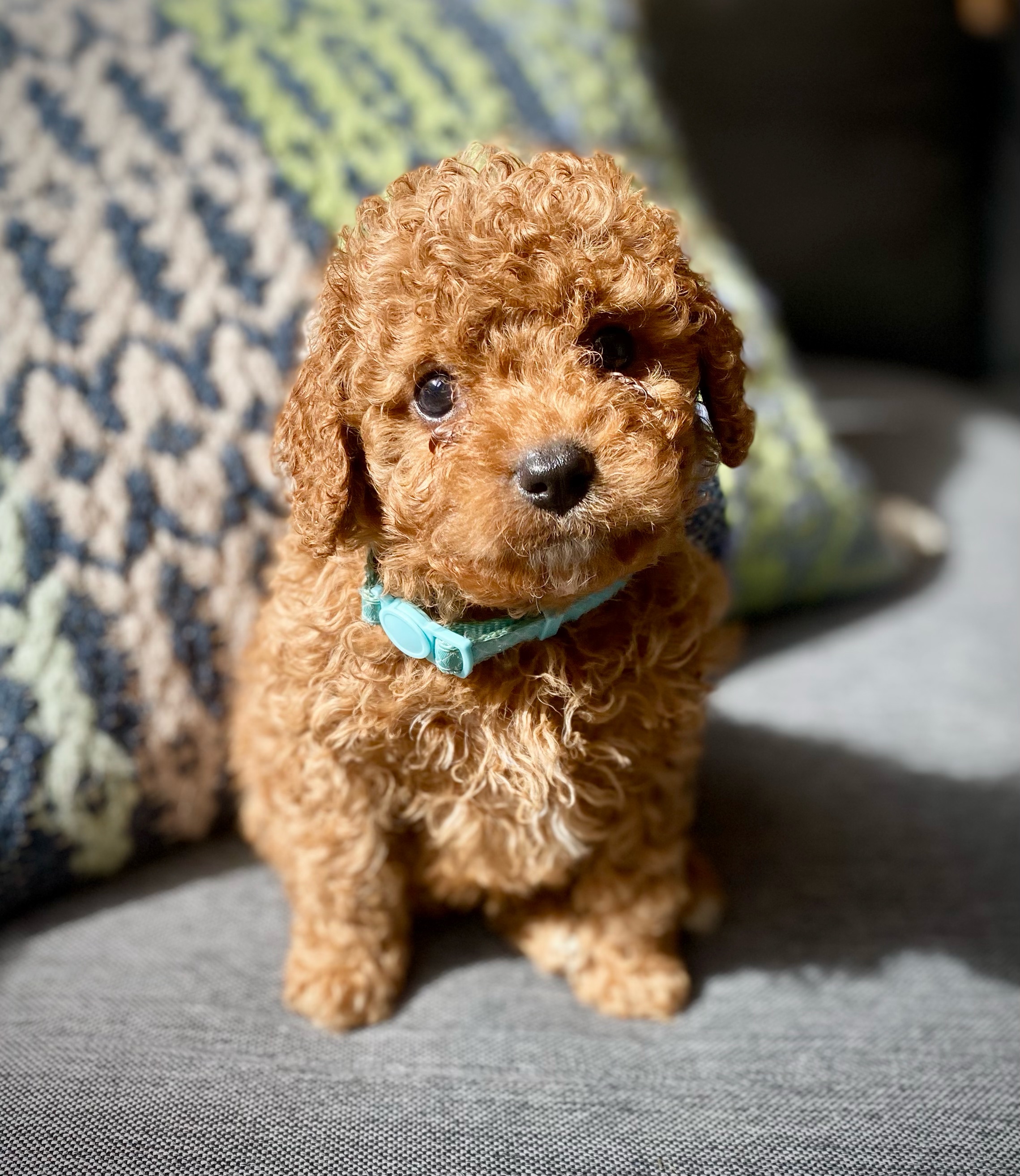 Beautiful Toy Cavoodle Puppies