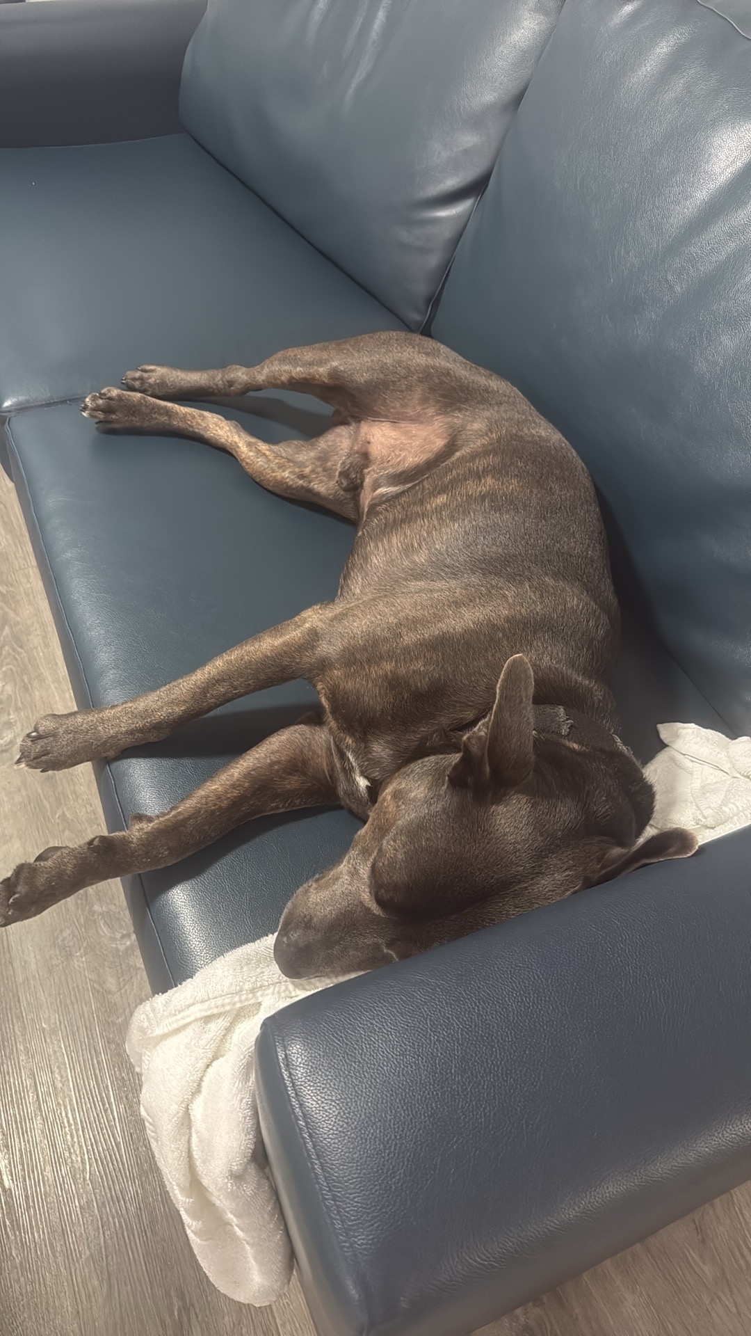 Staffordshire Bull Terrier – Newcastle