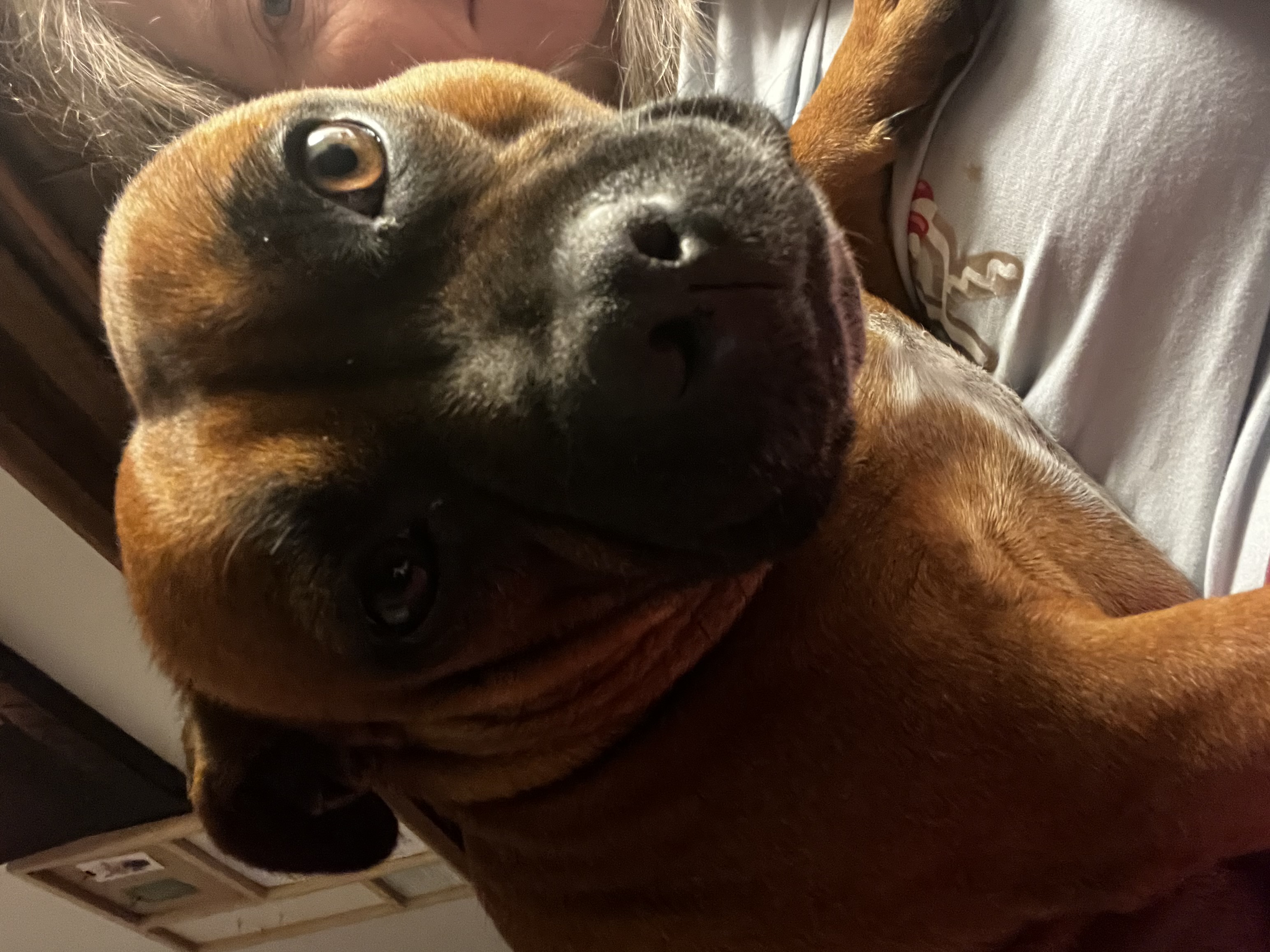 Staffordshire Bull Terrier – Lancefield