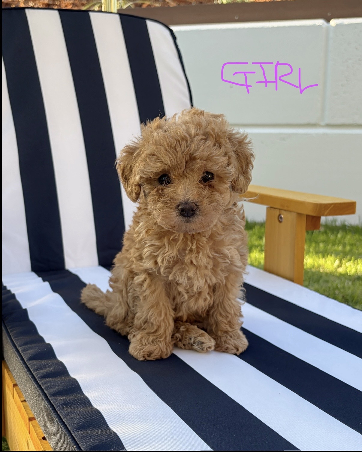 Cavoodle – Labrador