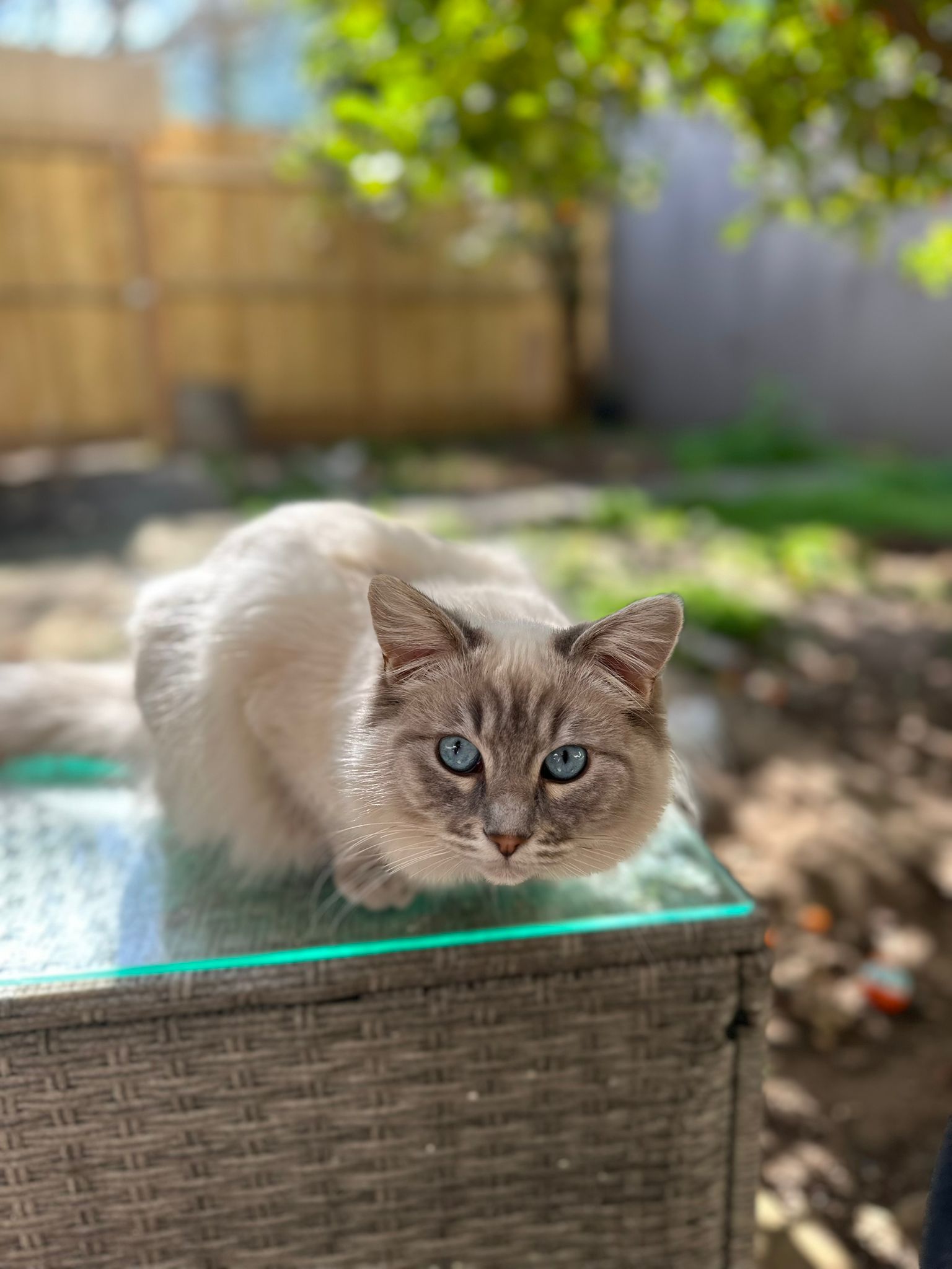 Ragdoll – Brunswick West