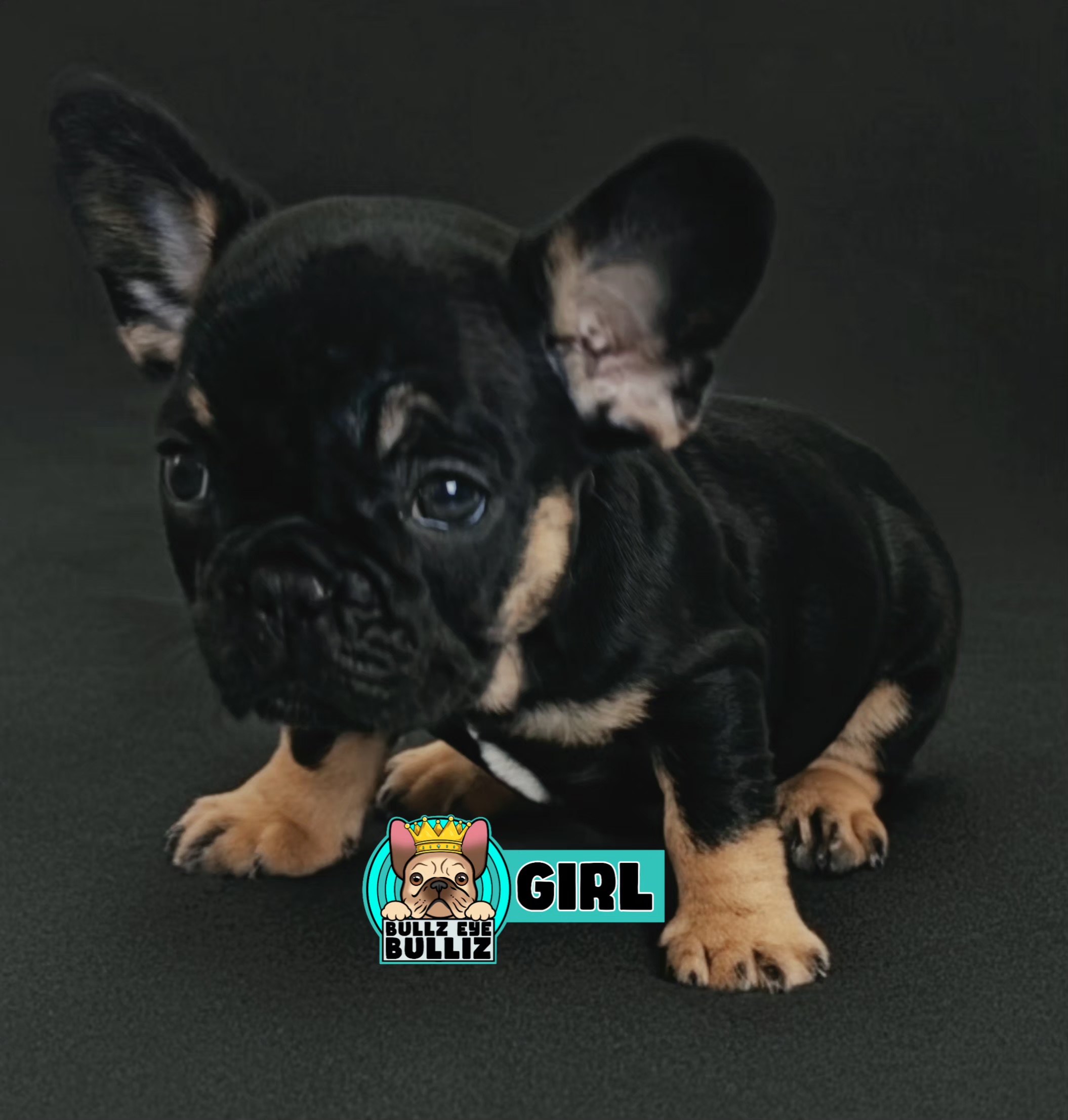 French Bulldog – Sandy Hollow