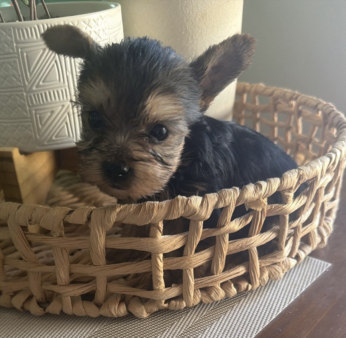 Yorkshire Terrier – Rooty Hill