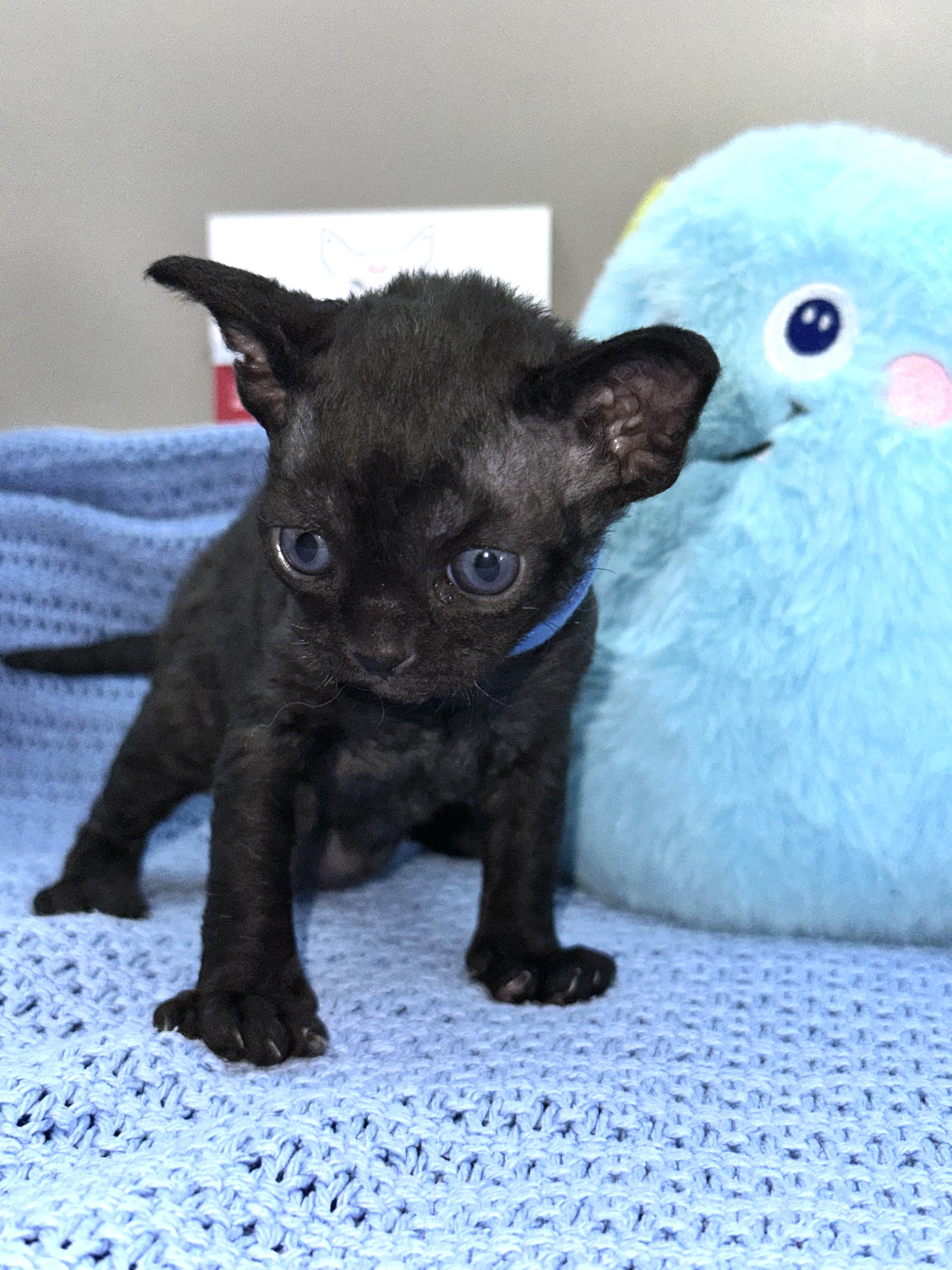 Devon Rex – Beenleigh