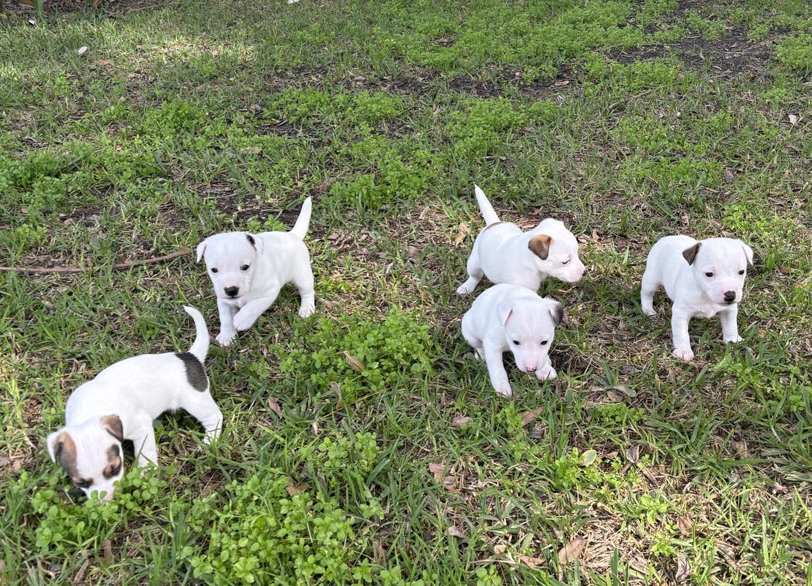 Jack Russell – Perth