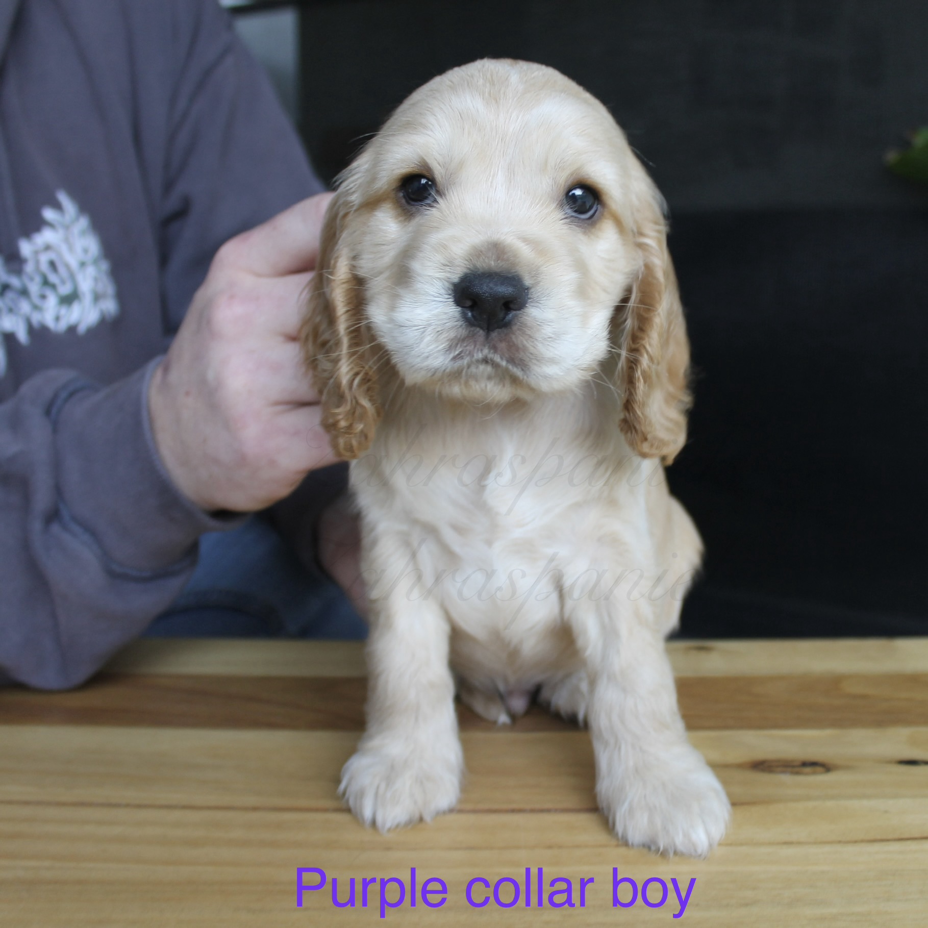 Cocker Spaniel – Sebastopol